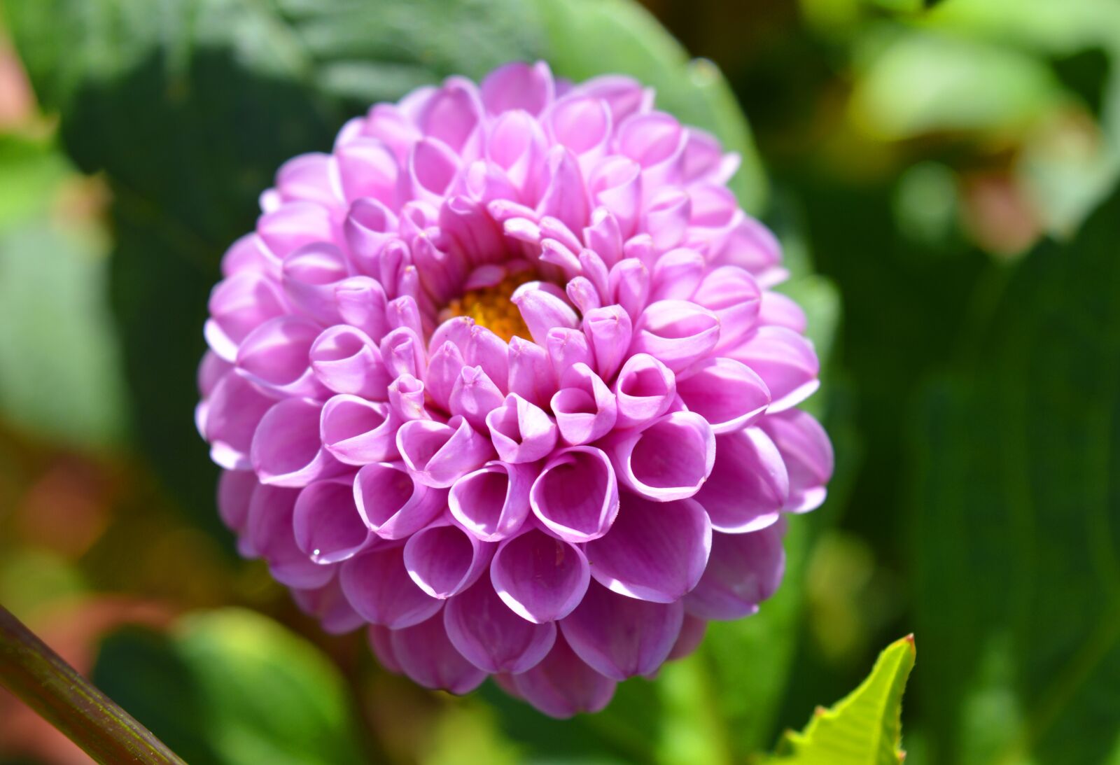 Nikon D3200 sample photo. Dahlia, blossom, bloom photography