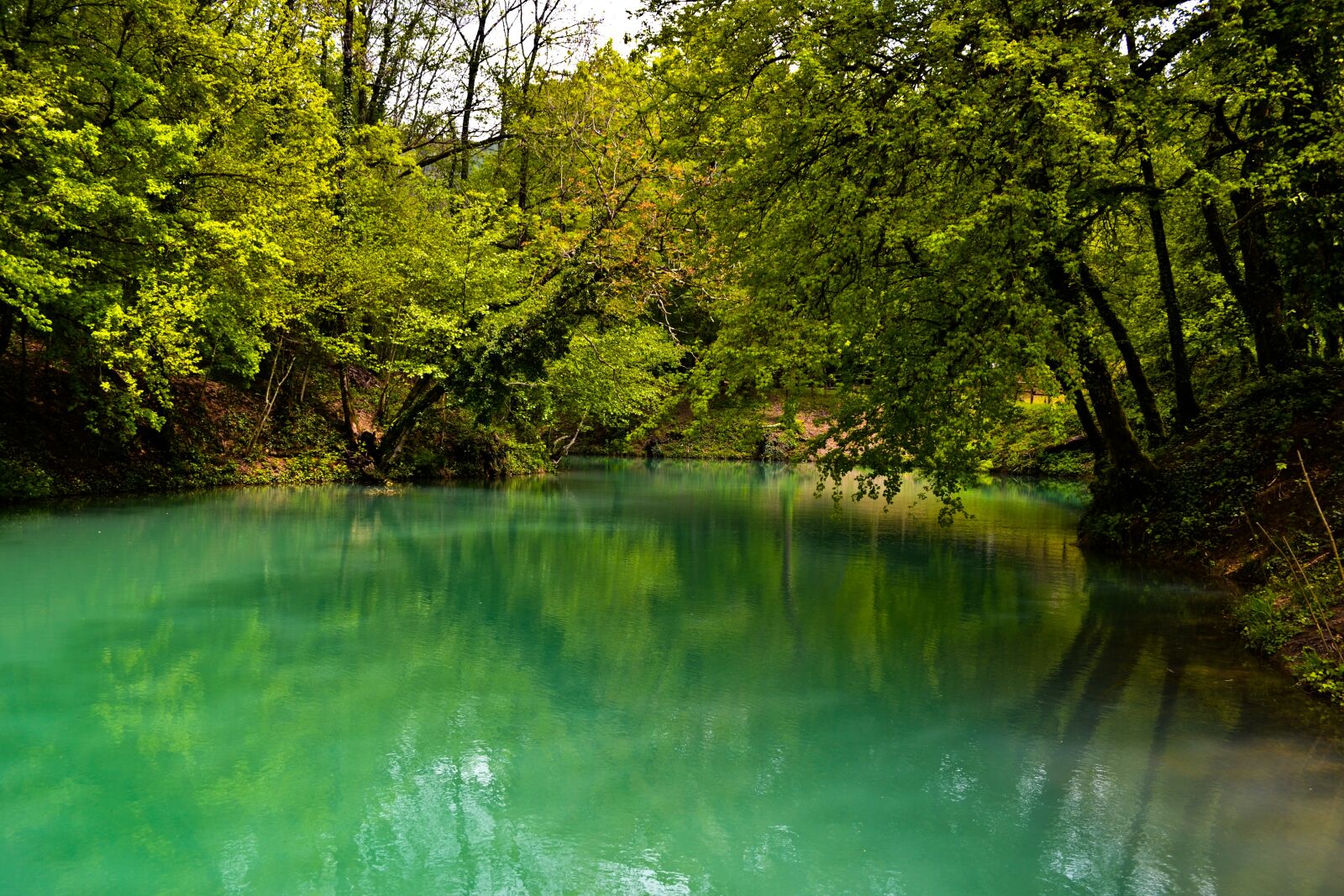 Nikon D3100 sample photo. Lake, tree, forest photography