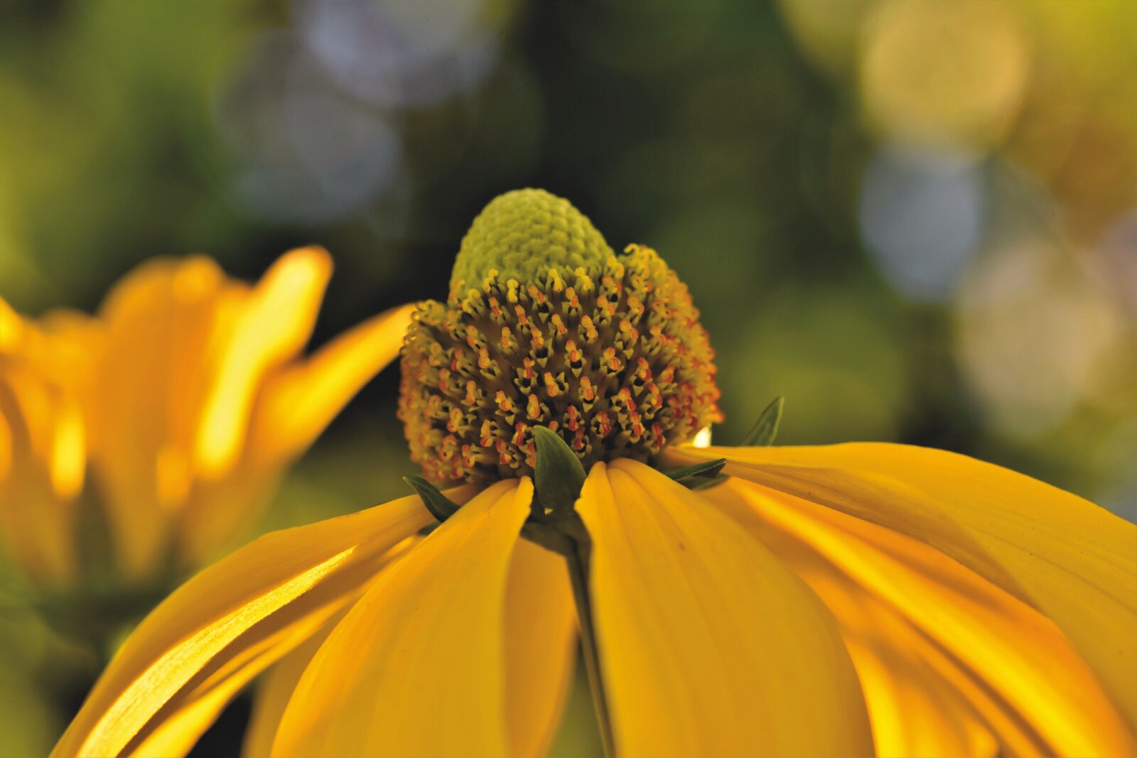 Nikon D7200 sample photo. High hat, rudbeckia nidita photography