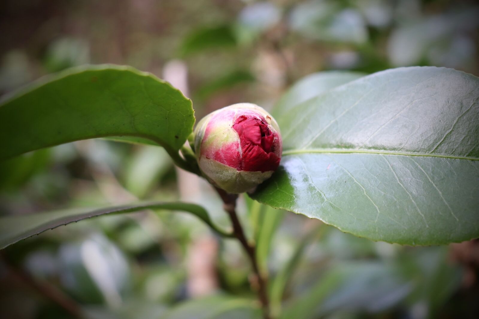 Canon EOS 800D (EOS Rebel T7i / EOS Kiss X9i) sample photo. Bud, camellia, red photography