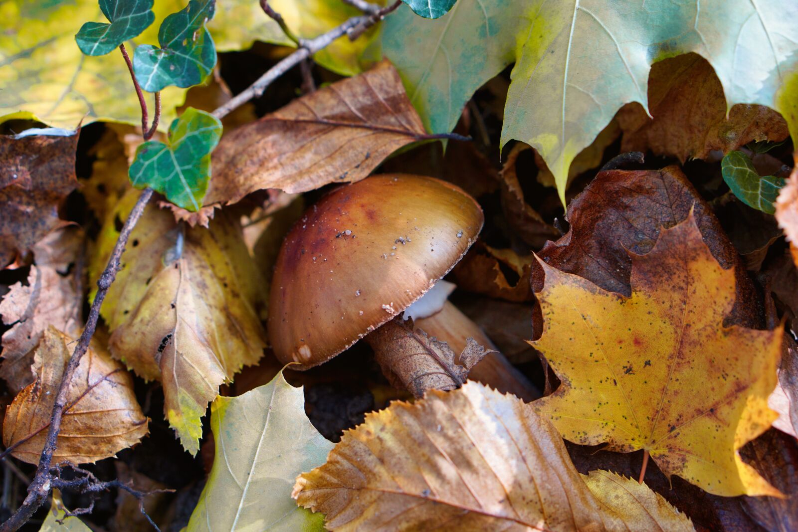 Sony a5100 + E 50mm F1.8 OSS sample photo. Mushroom, leaves, autumn photography