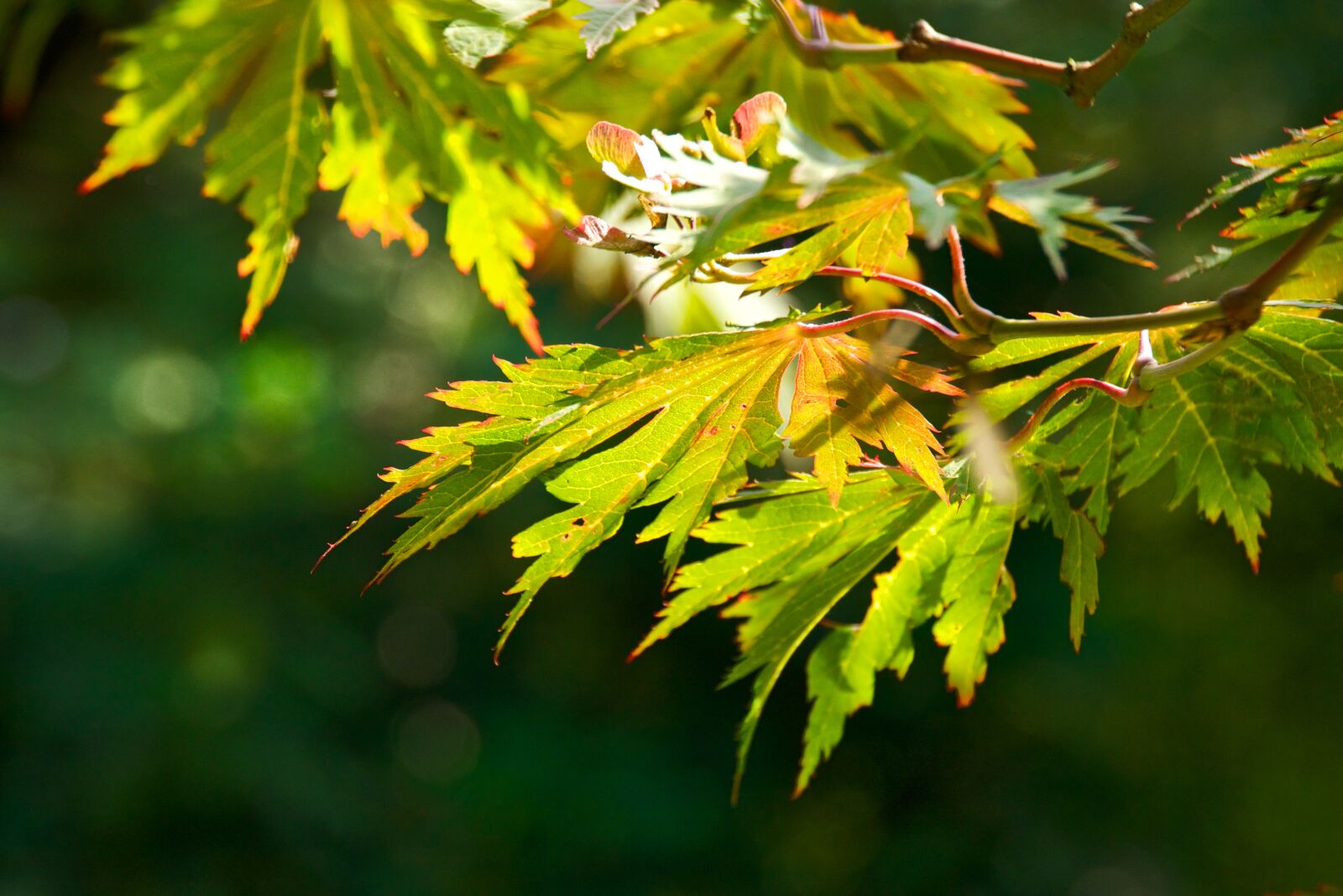 Canon EOS 40D sample photo. Leaf, tree, nature photography