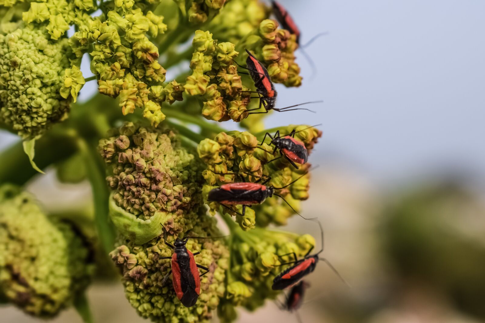 Nikon D3300 sample photo. Beetle, insect, flower photography