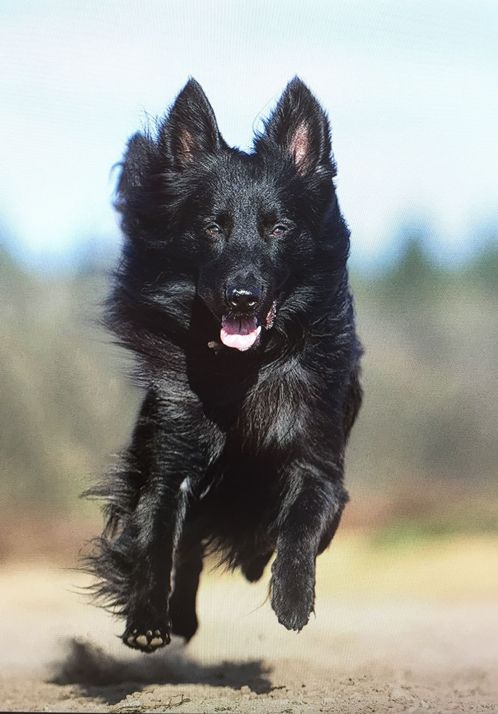 iPhone 6 back camera 4.15mm f/2.2 sample photo. Dog, dutch shepherd, black photography