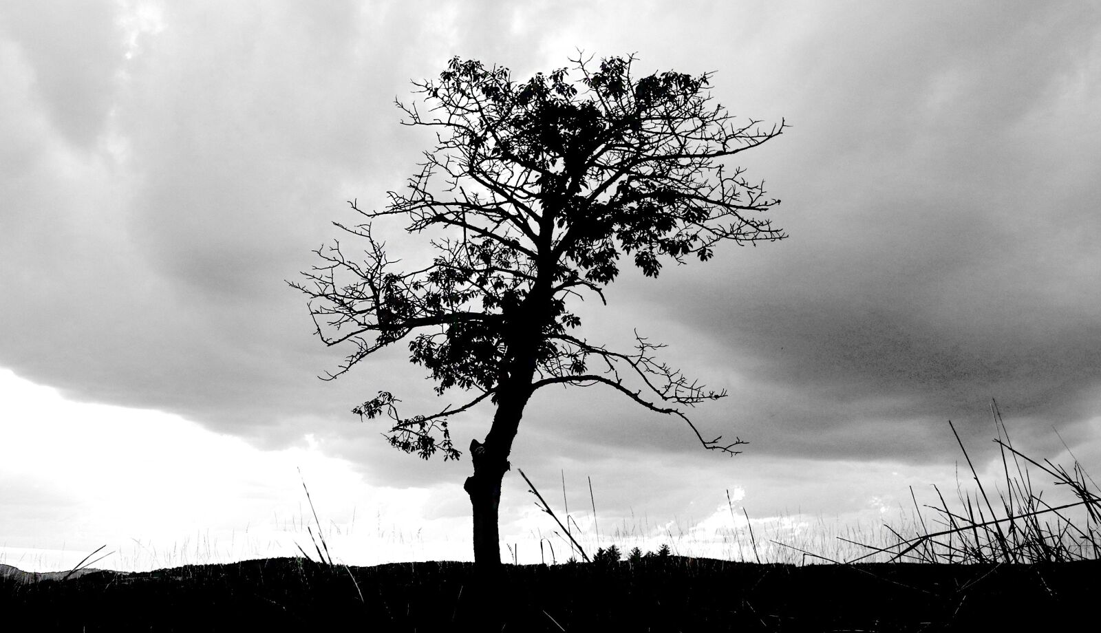 Nikon Coolpix P7000 sample photo. Tree, silhouette, sky photography