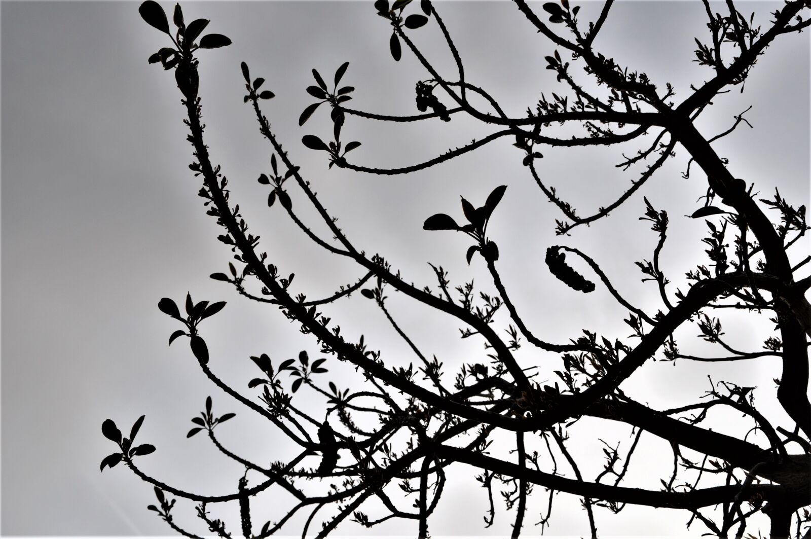 Nikon D90 sample photo. Tree, sky, park photography
