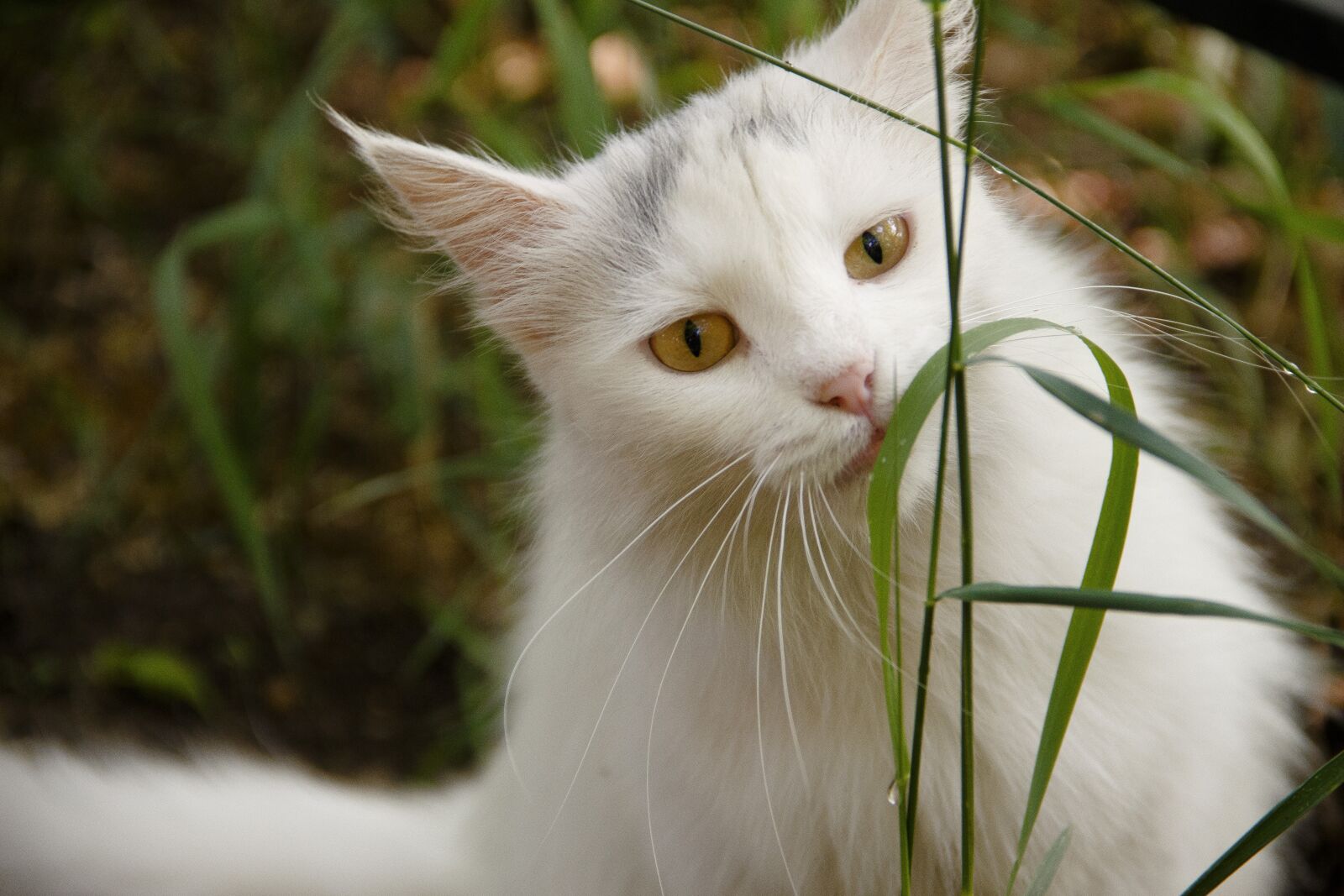 Canon EOS 650D (EOS Rebel T4i / EOS Kiss X6i) sample photo. Cat, kotey, beautiful cat photography