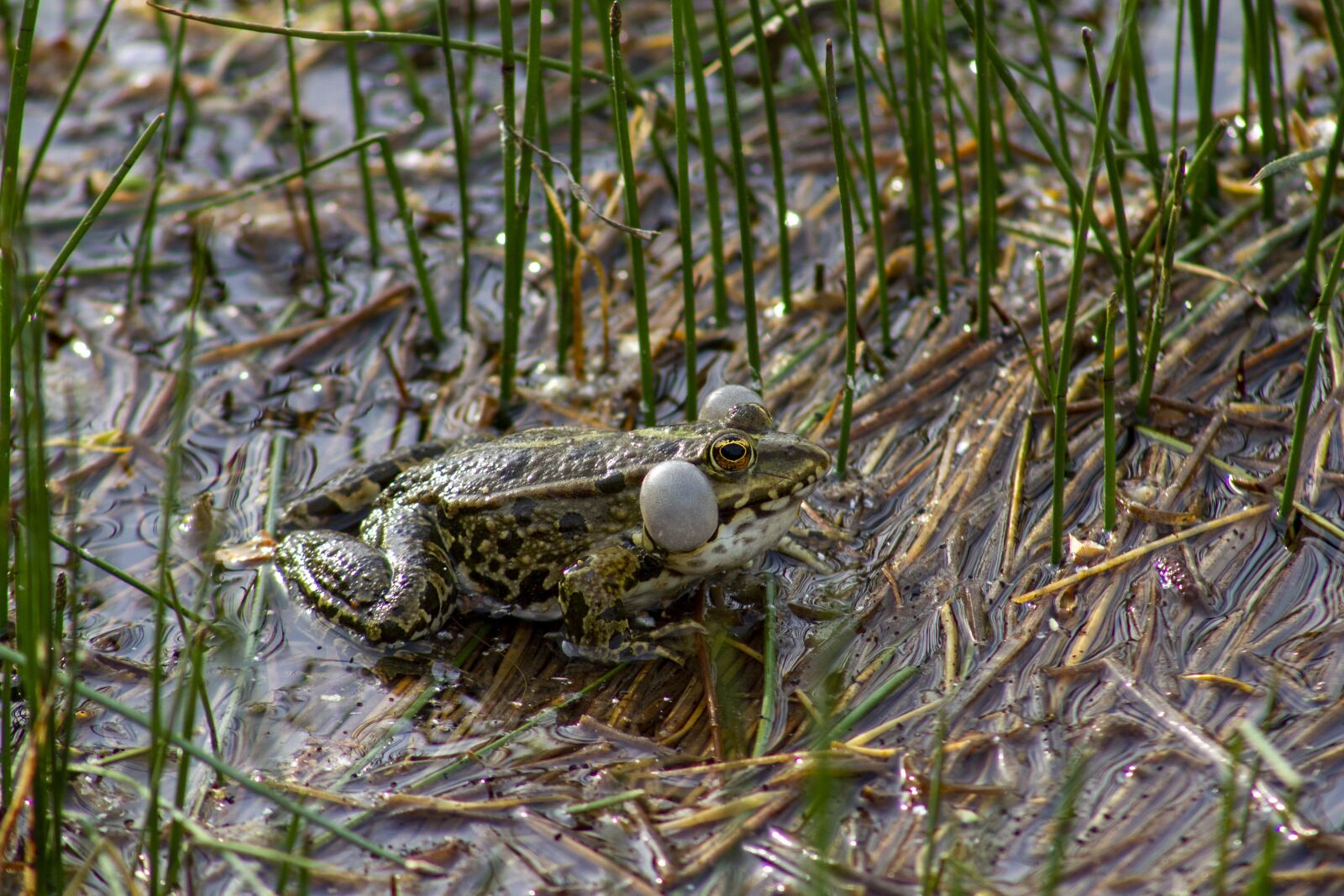 Canon EF75-300mm f/4-5.6 sample photo. Frog, green, lake photography