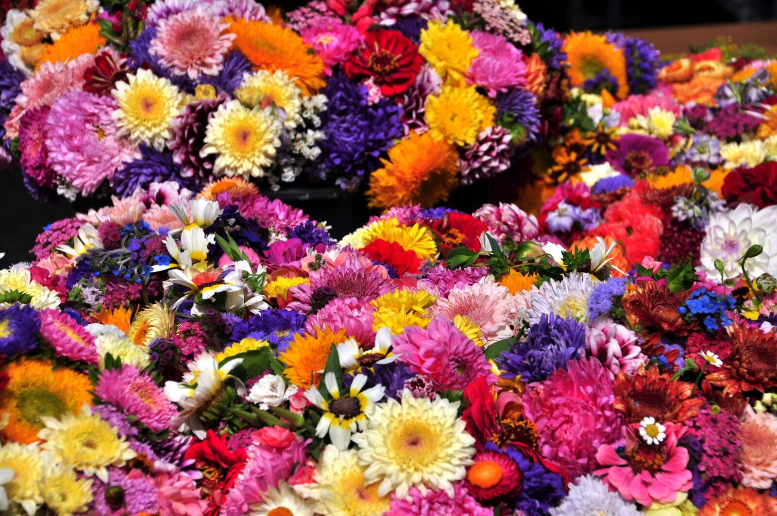 Nikon D5000 sample photo. Autumn flowers, asters, straw photography