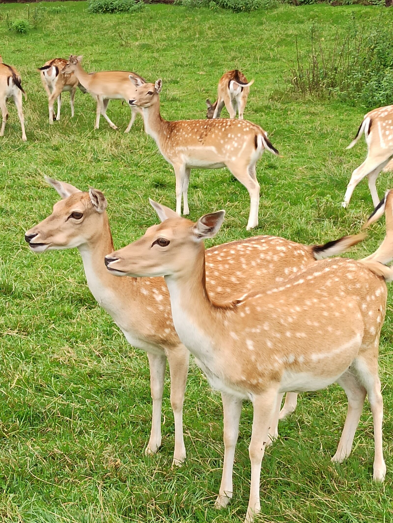 Xiaomi Redmi Note 8 Pro sample photo. Sarna, roe-deer, the deer photography