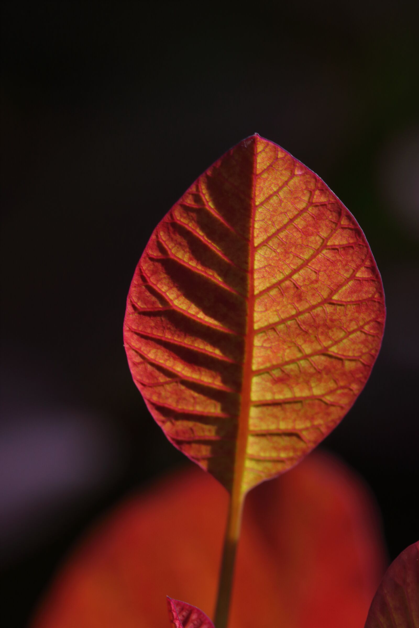 Canon EOS 80D sample photo. Leaf, red, leaves photography