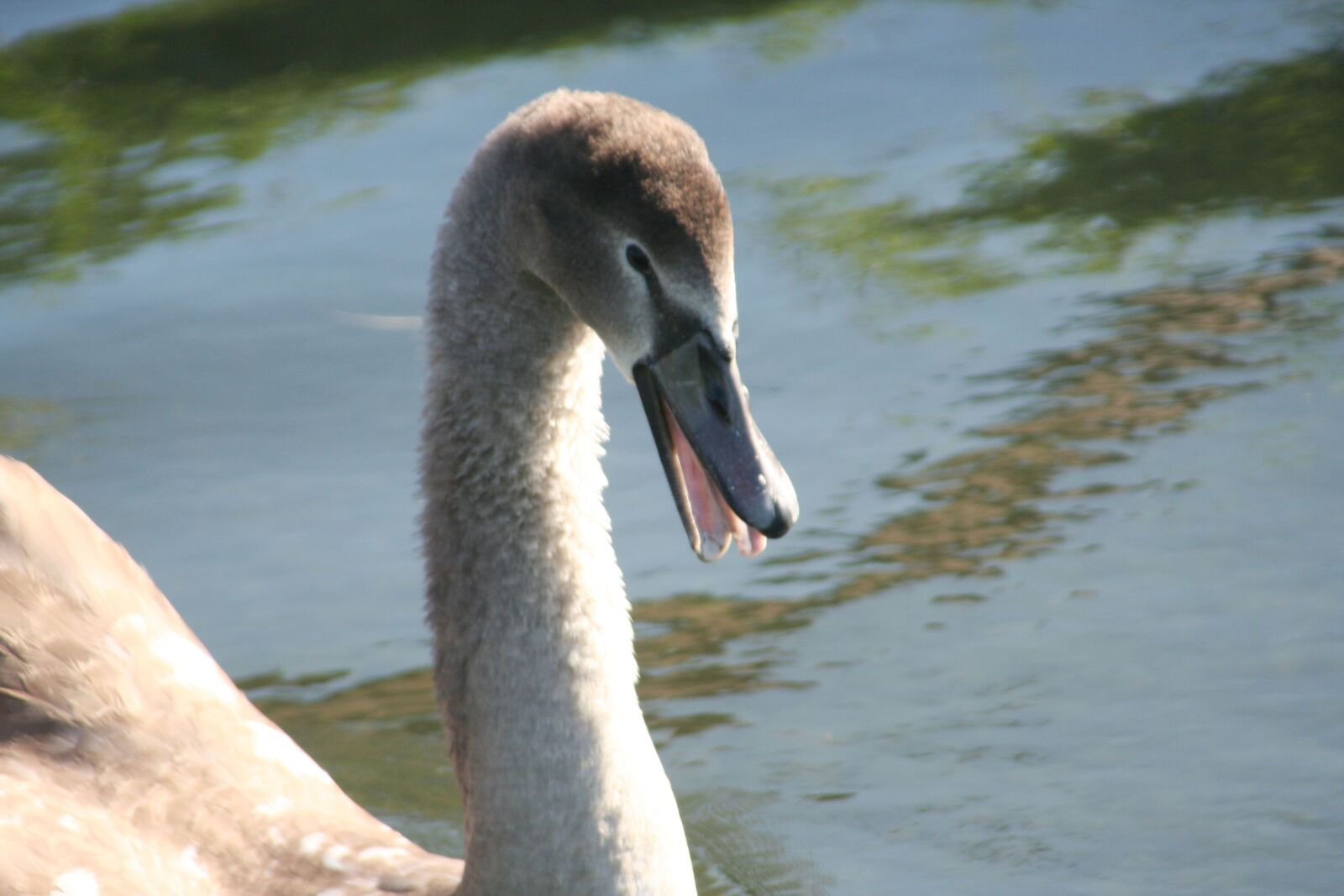 Canon EOS 350D (EOS Digital Rebel XT / EOS Kiss Digital N) sample photo. Swan, beak, language photography