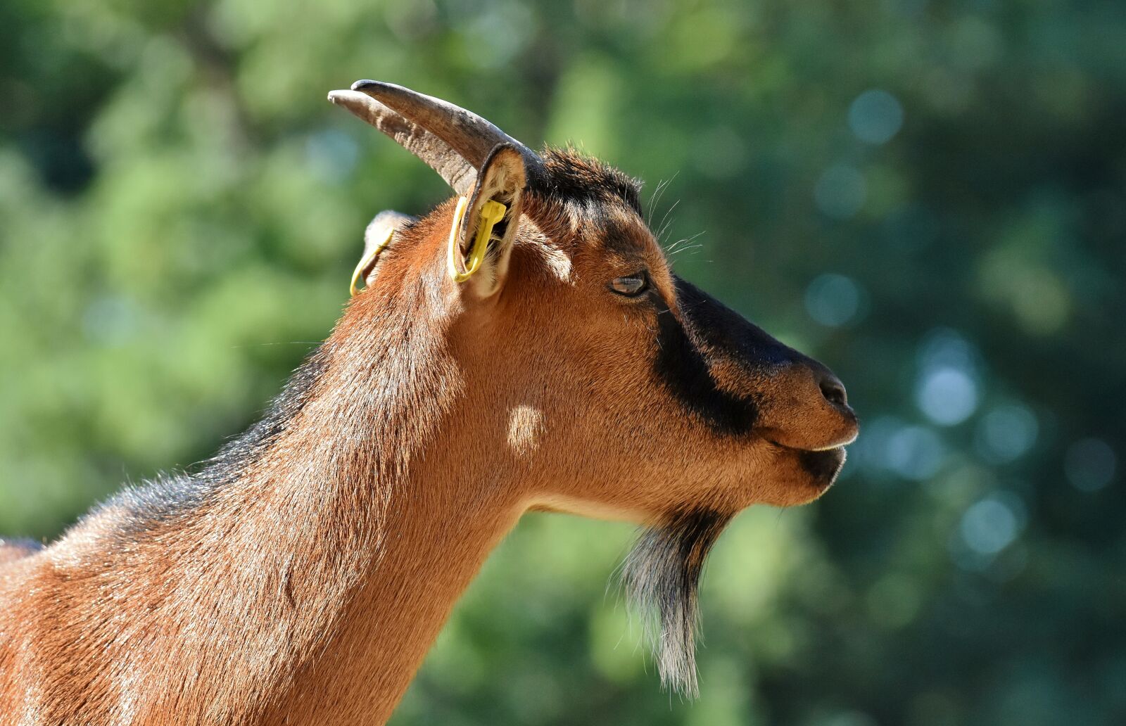 Nikon D7200 sample photo. Goat, animal, horns photography