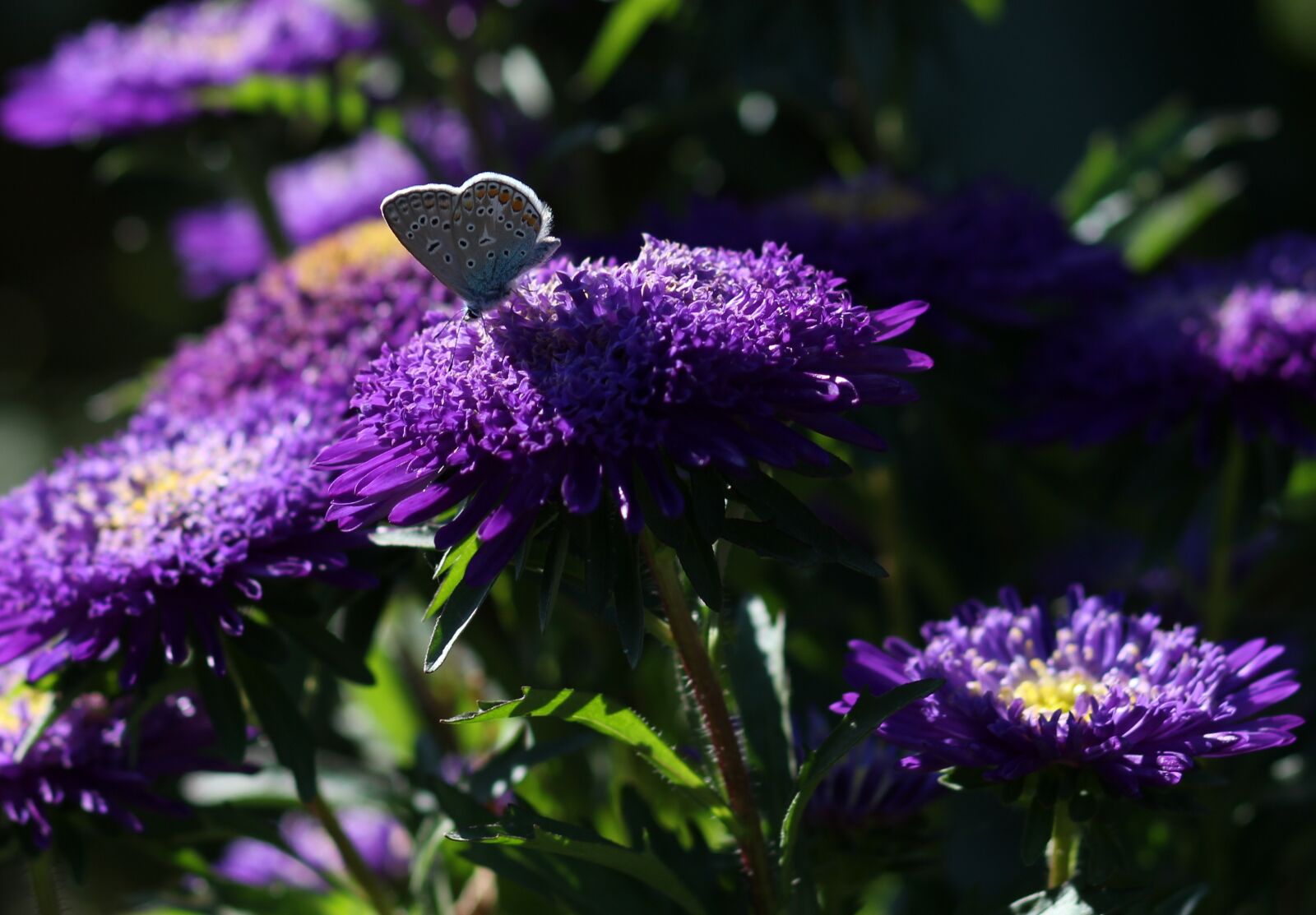 Canon EOS 700D (EOS Rebel T5i / EOS Kiss X7i) + Canon EF 85mm F1.8 USM sample photo. Butterfly, blue, flower photography