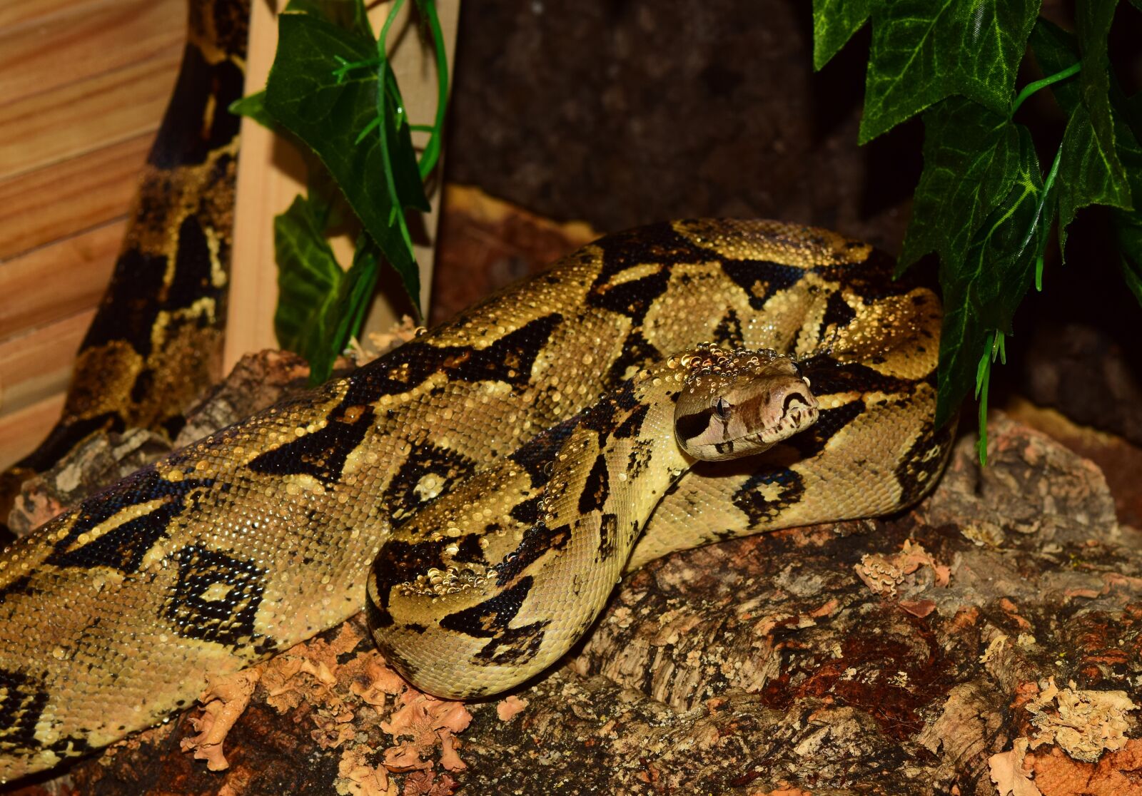 Nikon D5300 sample photo. Emperor snake, boa, snake photography
