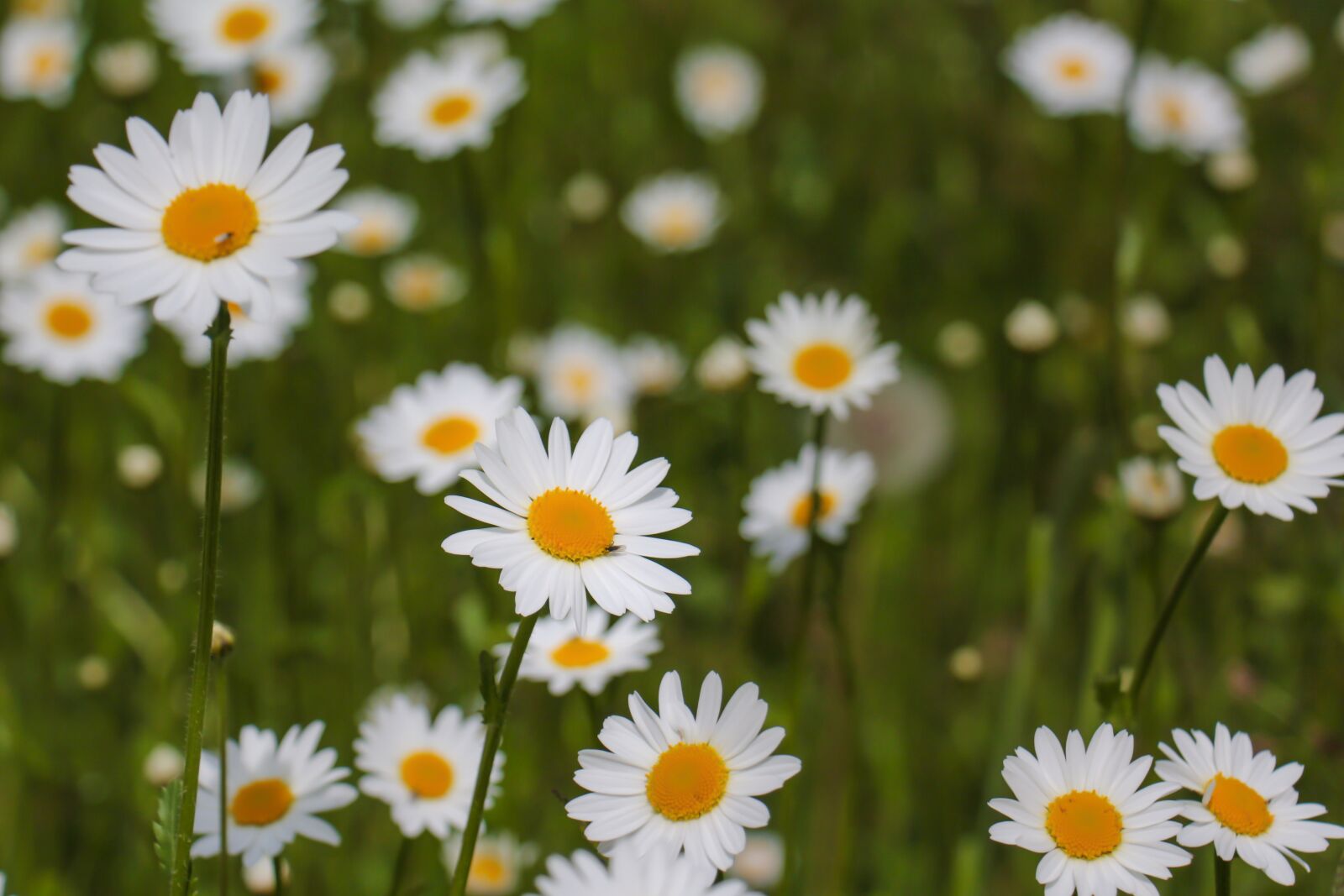 Canon EOS 700D (EOS Rebel T5i / EOS Kiss X7i) sample photo. Daisies, flower, white photography