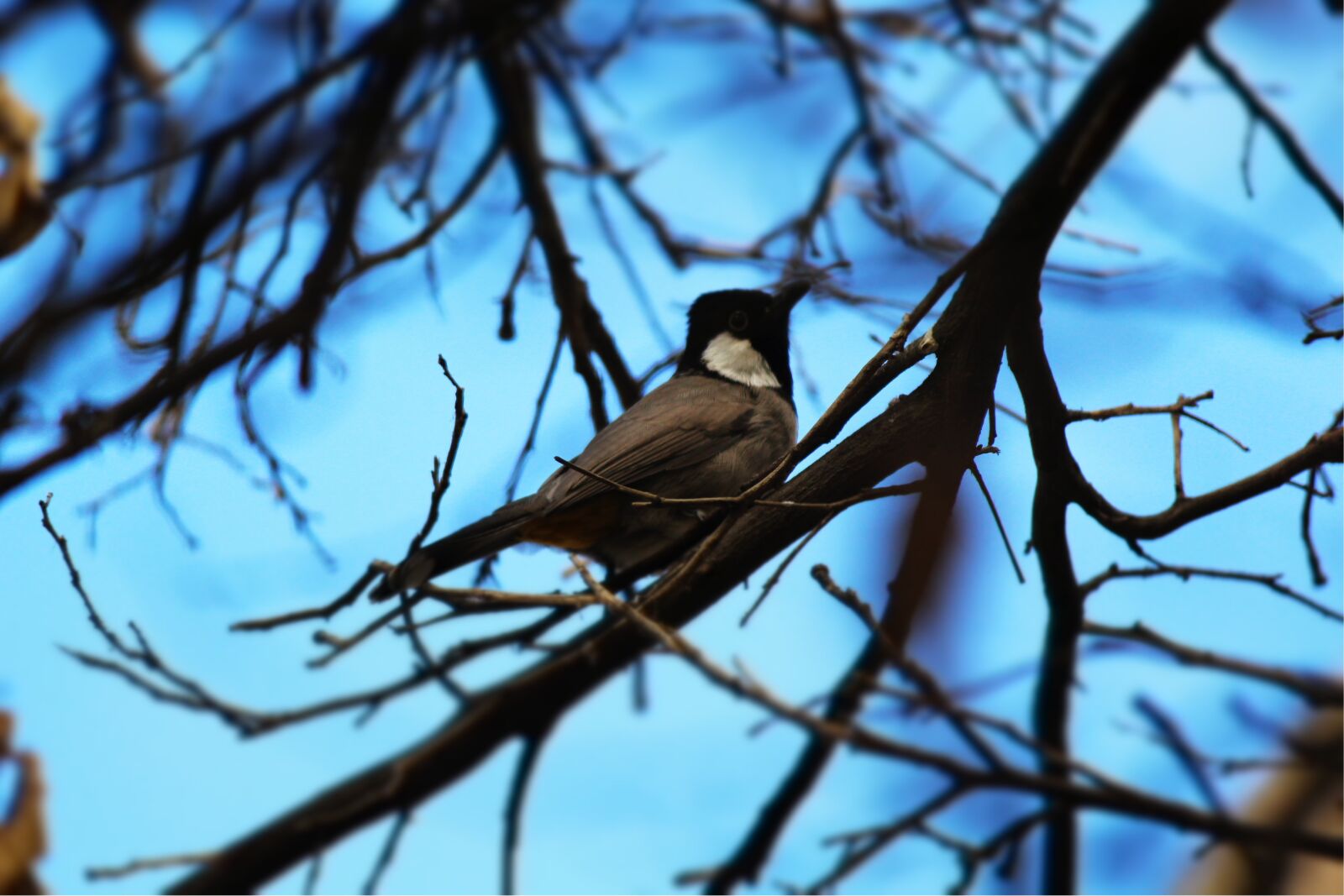 Canon EOS 1200D (EOS Rebel T5 / EOS Kiss X70 / EOS Hi) sample photo. White-eared, bulbul, iraq photography