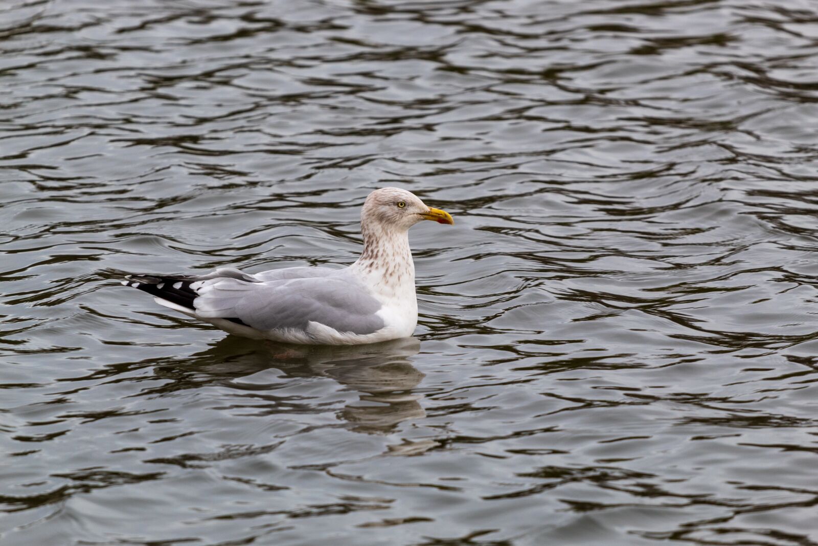 Canon EF 70-200mm F4L USM sample photo. Seagull, bird, nature photography