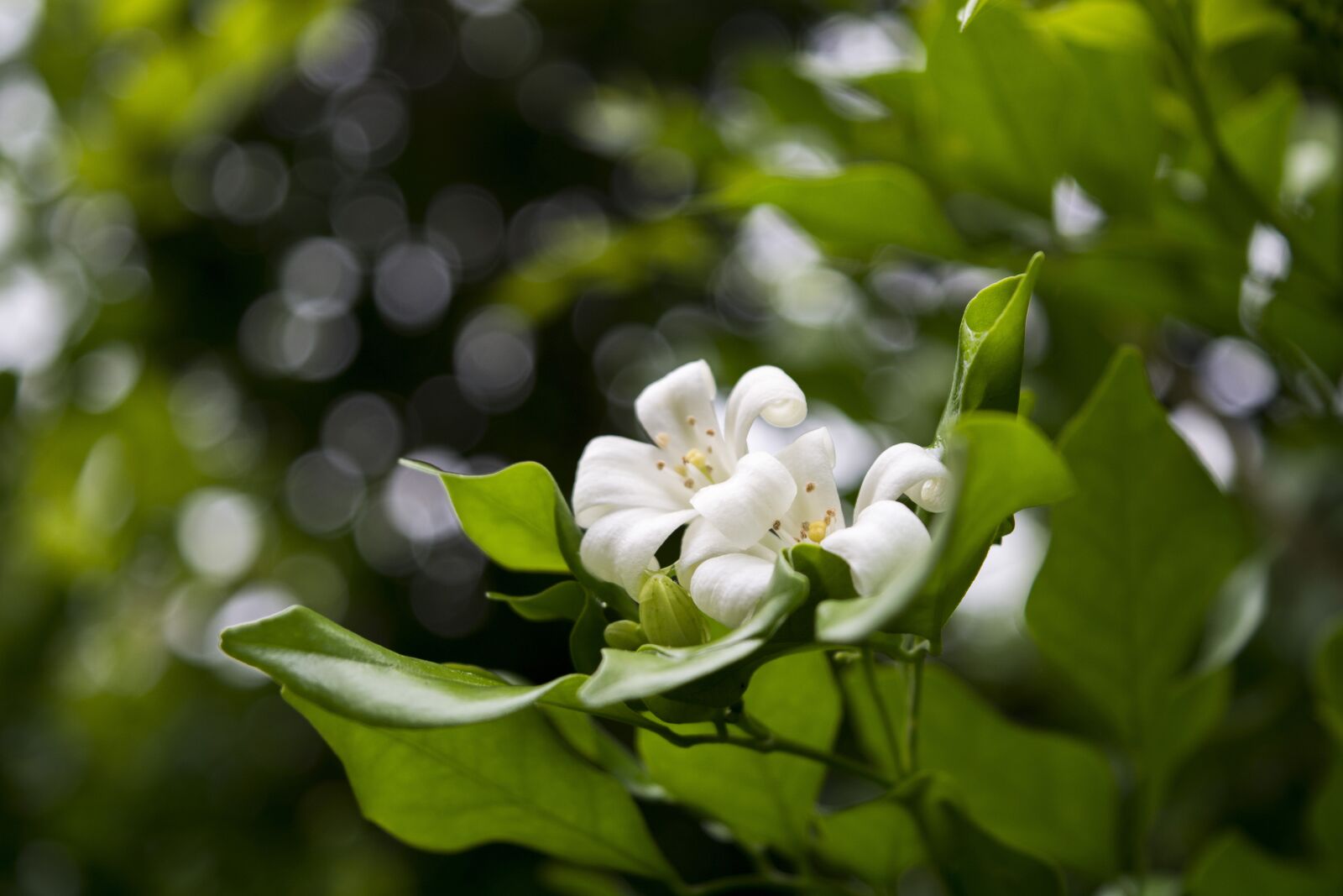 Nikon D7100 sample photo. Tangerine flower, macro, bokeh photography