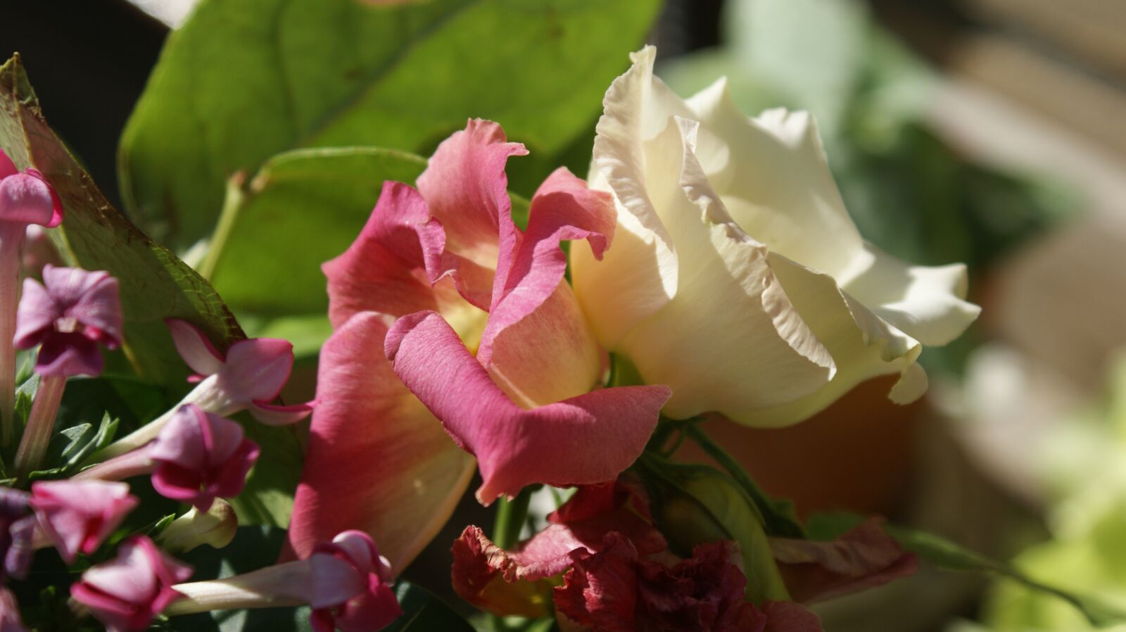 Sony Alpha DSLR-A350 sample photo. Flowers, colors, roses photography
