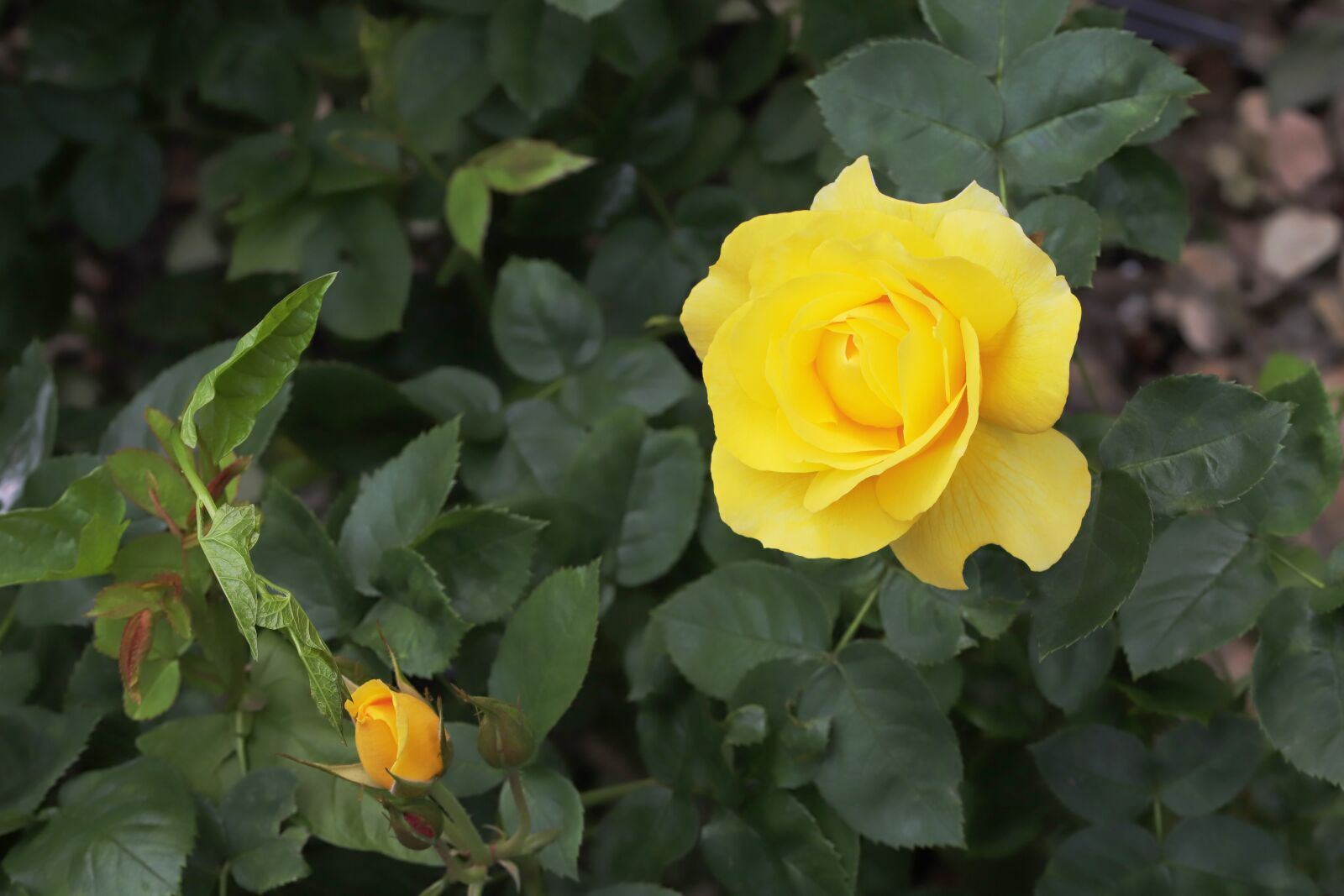 Canon EOS 6D Mark II sample photo. Rose, flowers, love photography