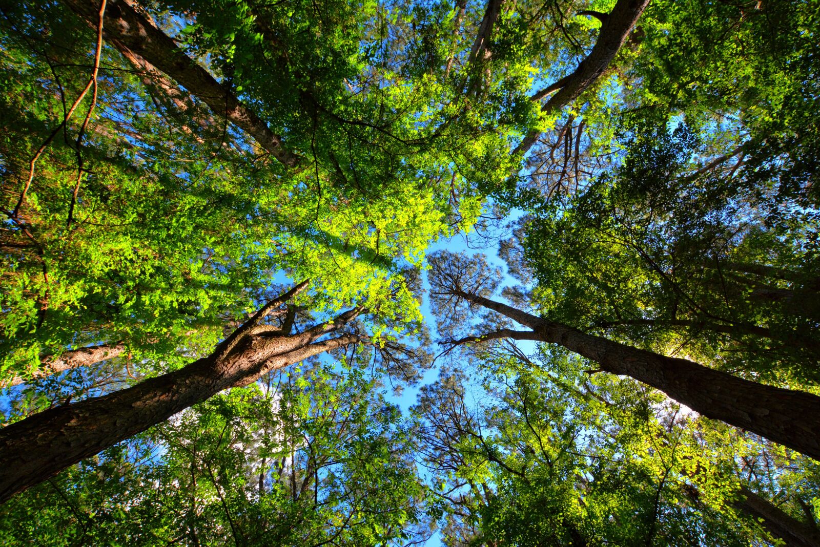 Nikon D7100 sample photo. Trees, cup, tree photography