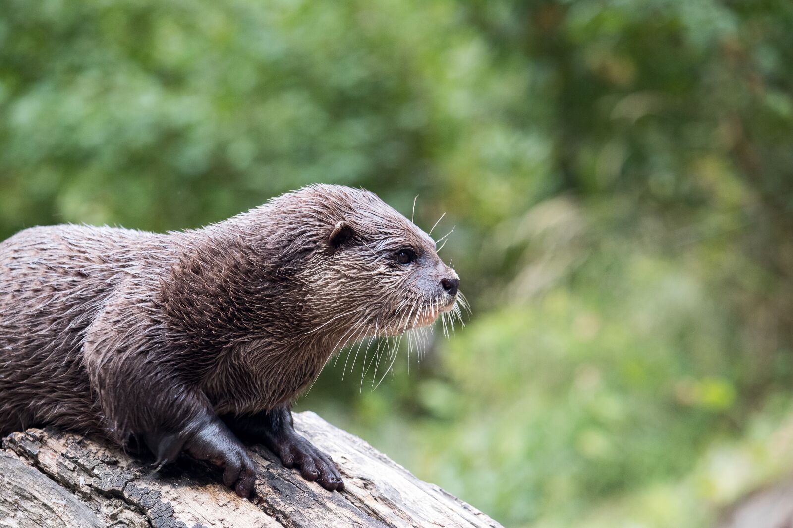 Canon EF-S 55-250mm F4-5.6 IS STM sample photo. Otter, mammal, rodent photography
