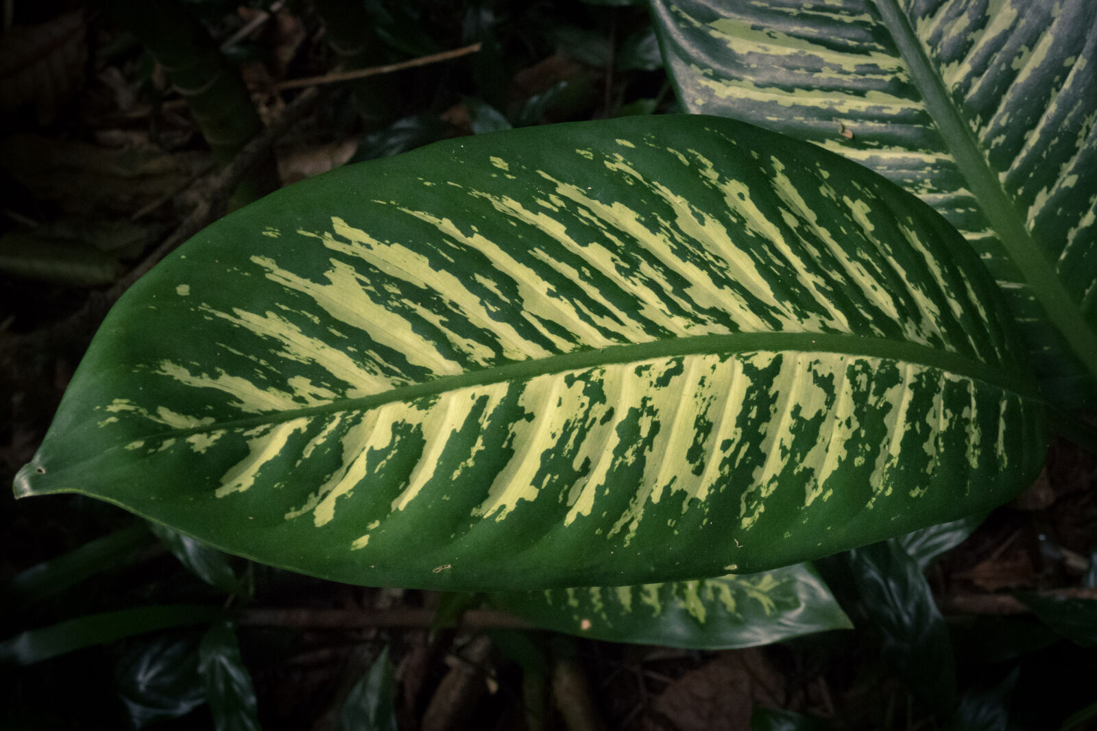 Canon PowerShot G3 X sample photo. Beautiful, botanical, bright, close photography