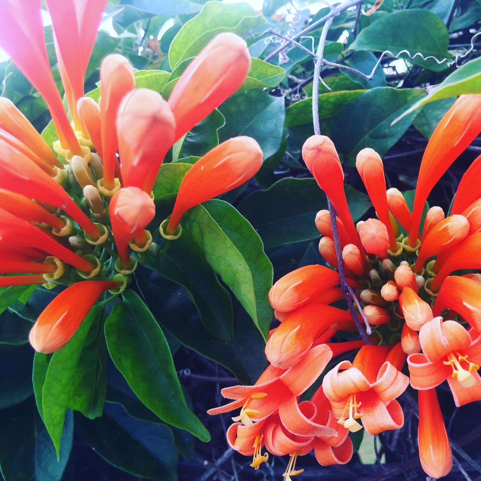Apple iPhone 5s sample photo. Tropical, flowers, australian photography