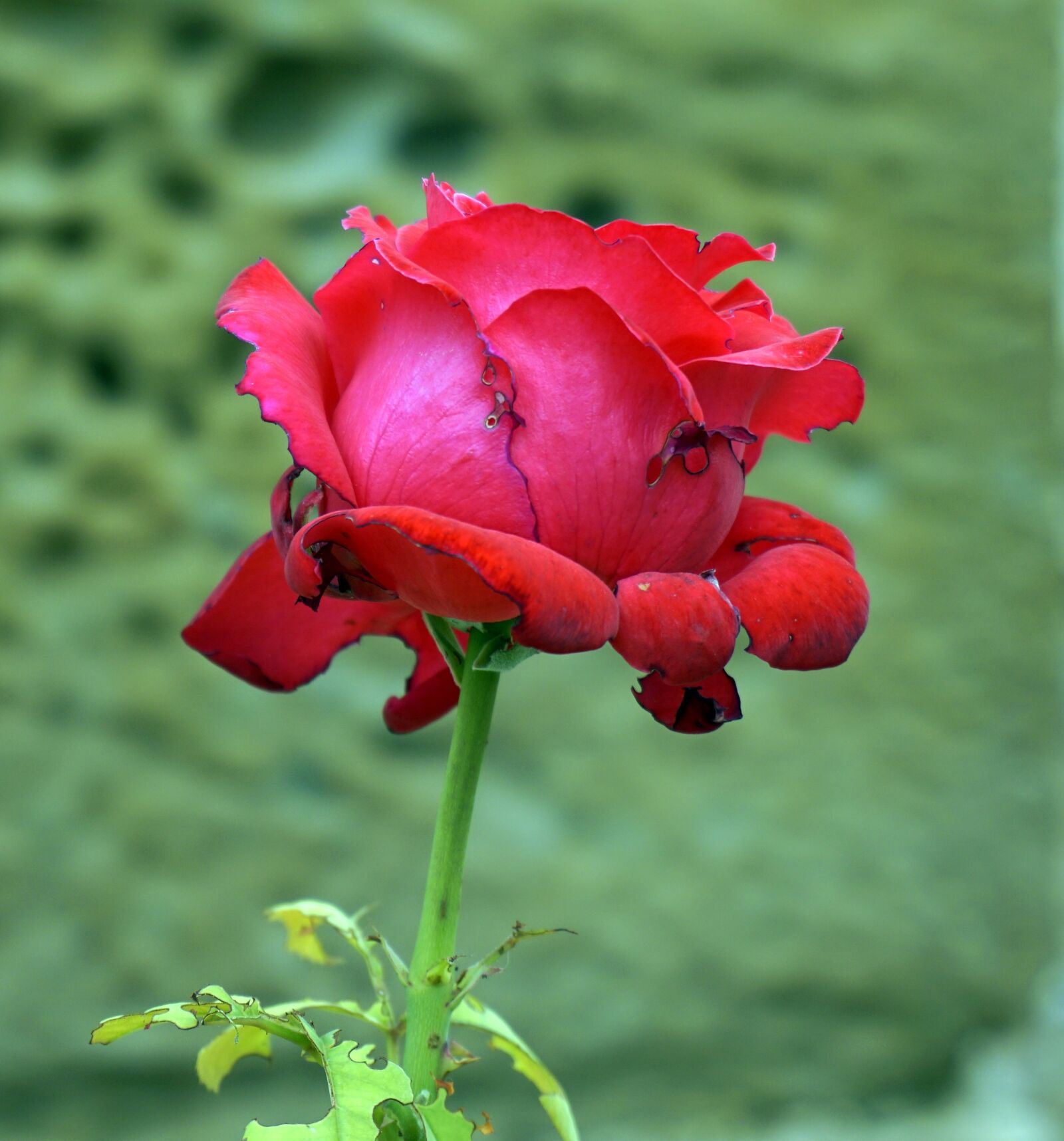 Sony a6000 sample photo. Rosa, red, red rose photography