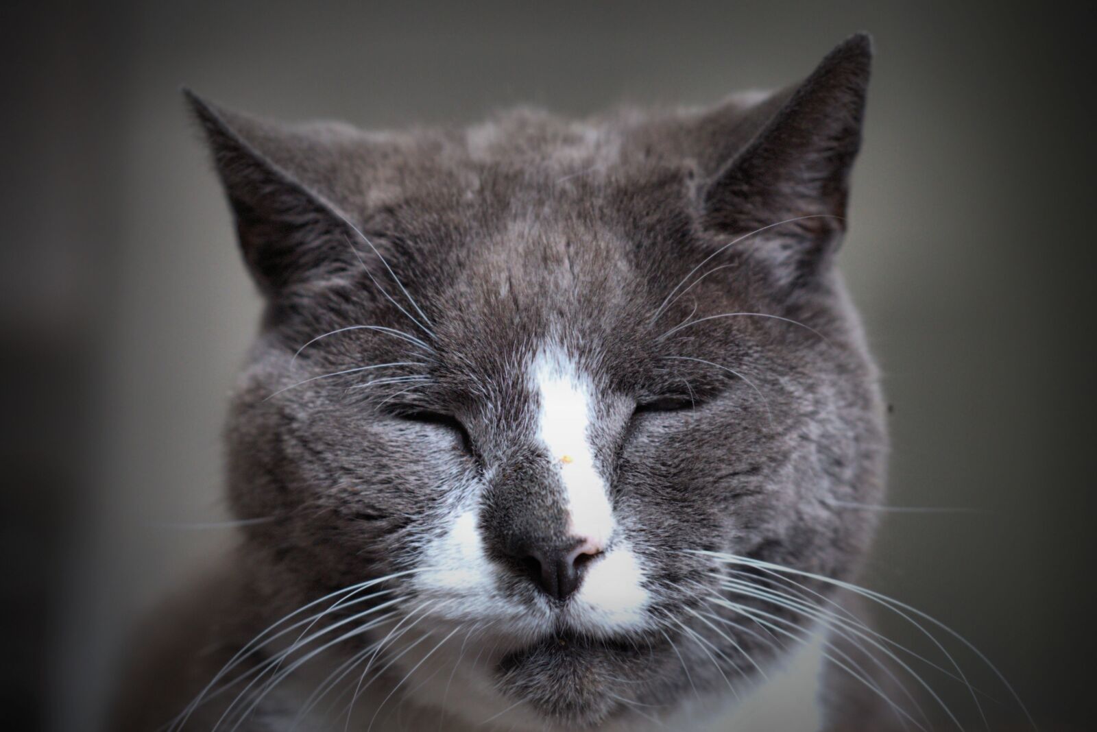 Nikon D5300 sample photo. Cat, animal, grey photography