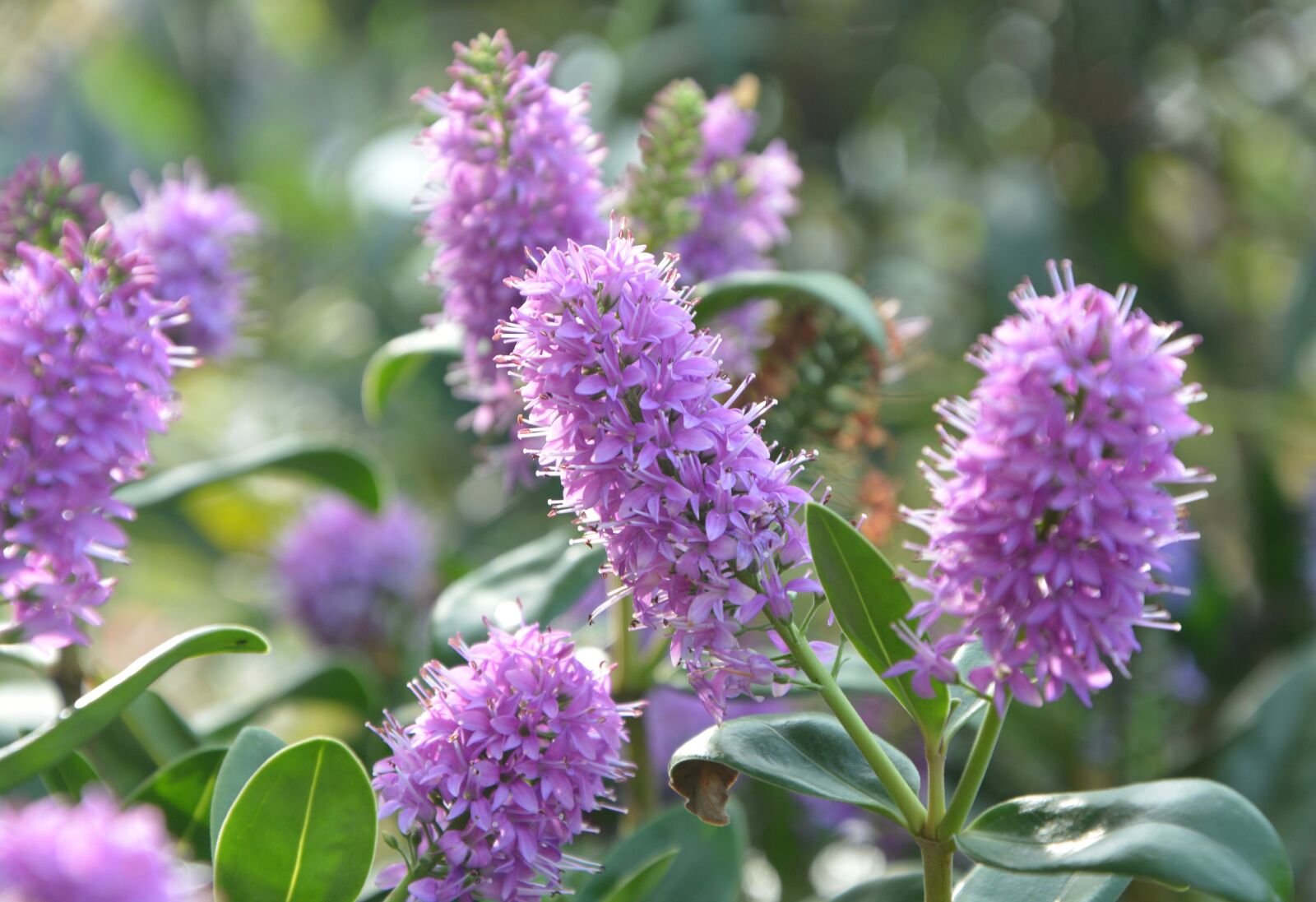 Nikon D5200 sample photo. Flowers, v ronique purple photography