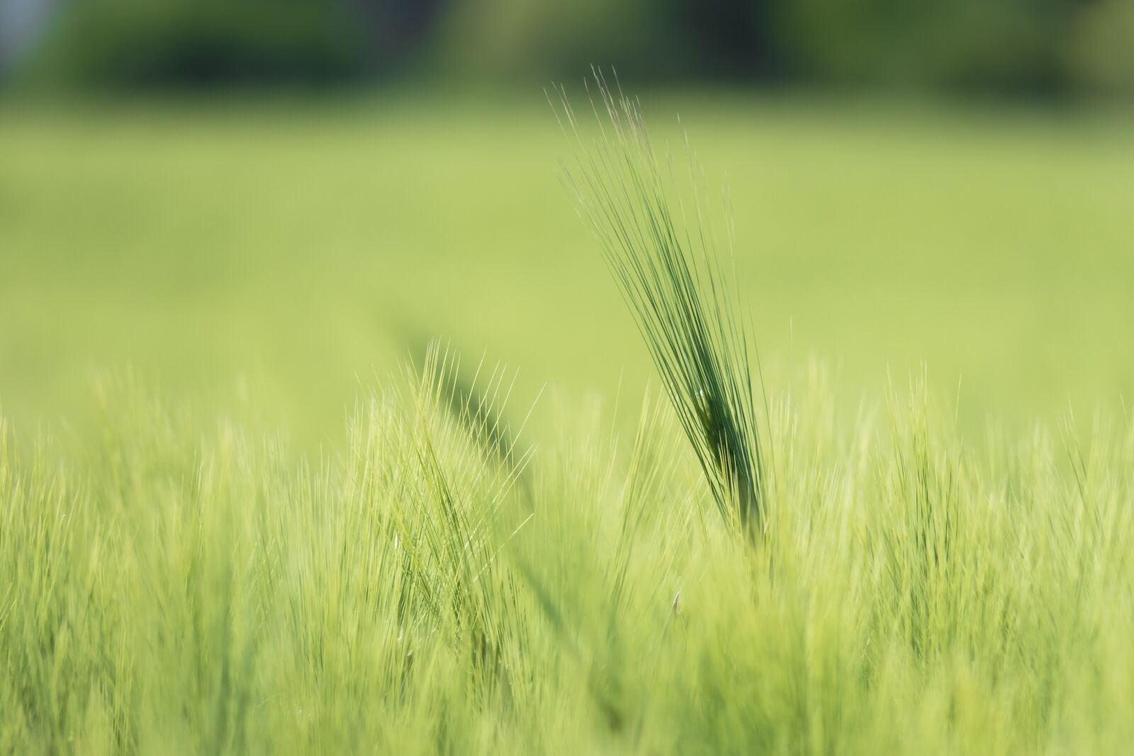 Canon PowerShot G3 X sample photo. Barley, cereals, ear photography