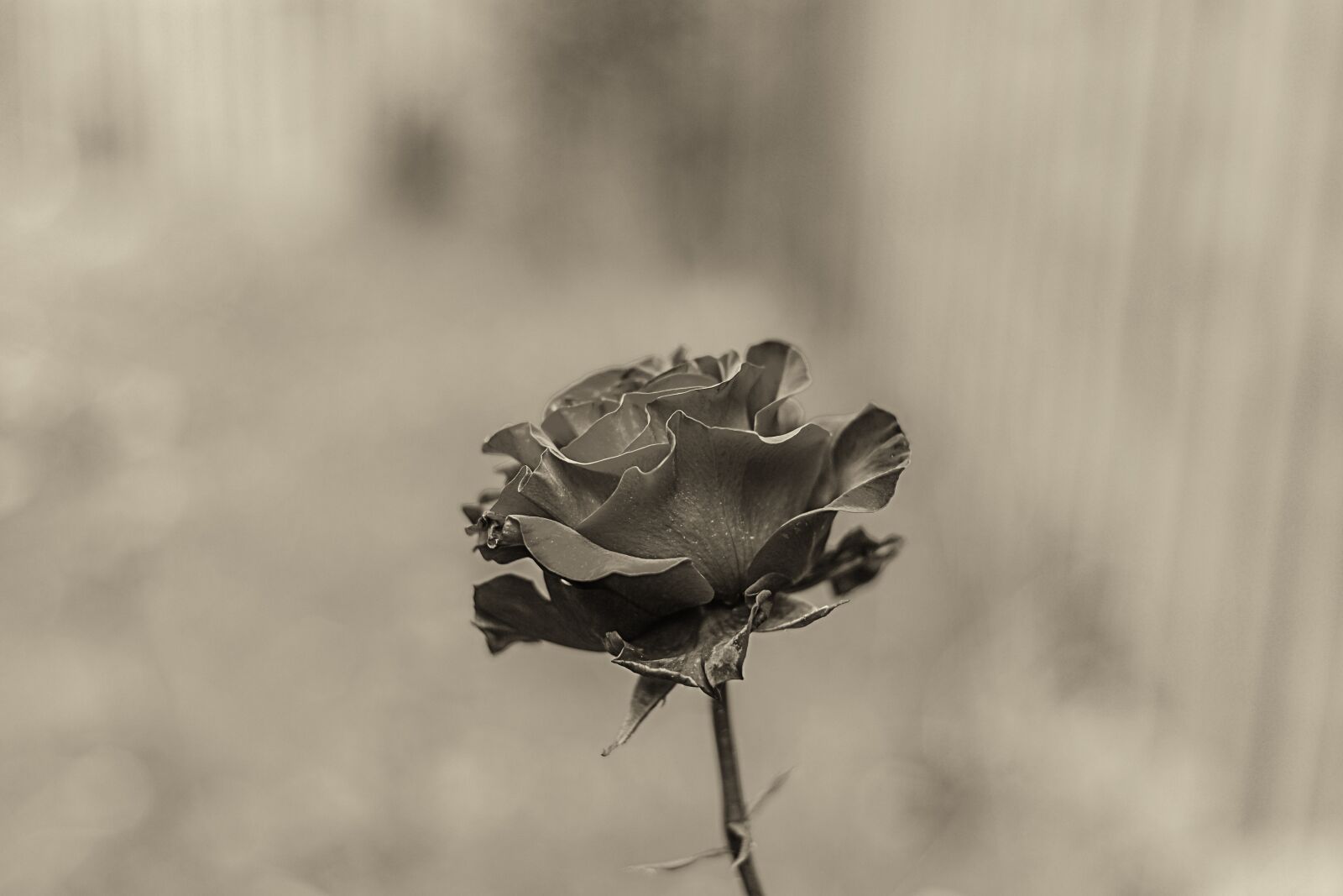 Nikon D600 sample photo. Rosa, flower, nature photography