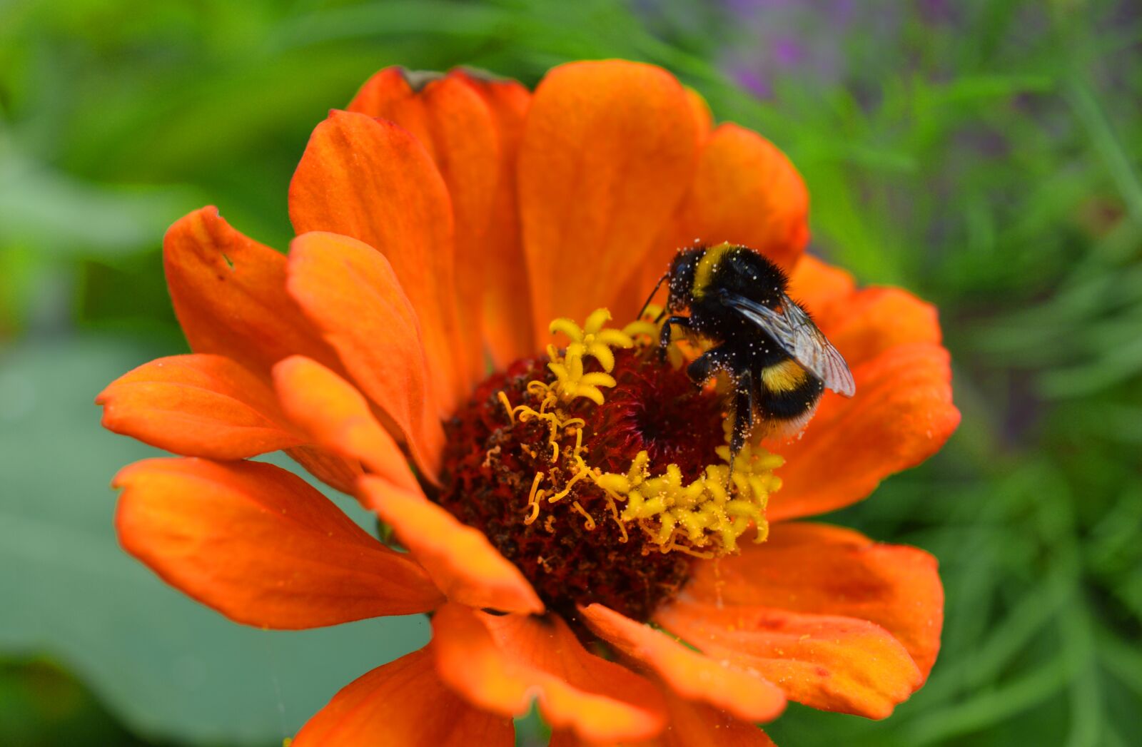 Nikon D3200 sample photo. Zinnia, hummel, insect photography