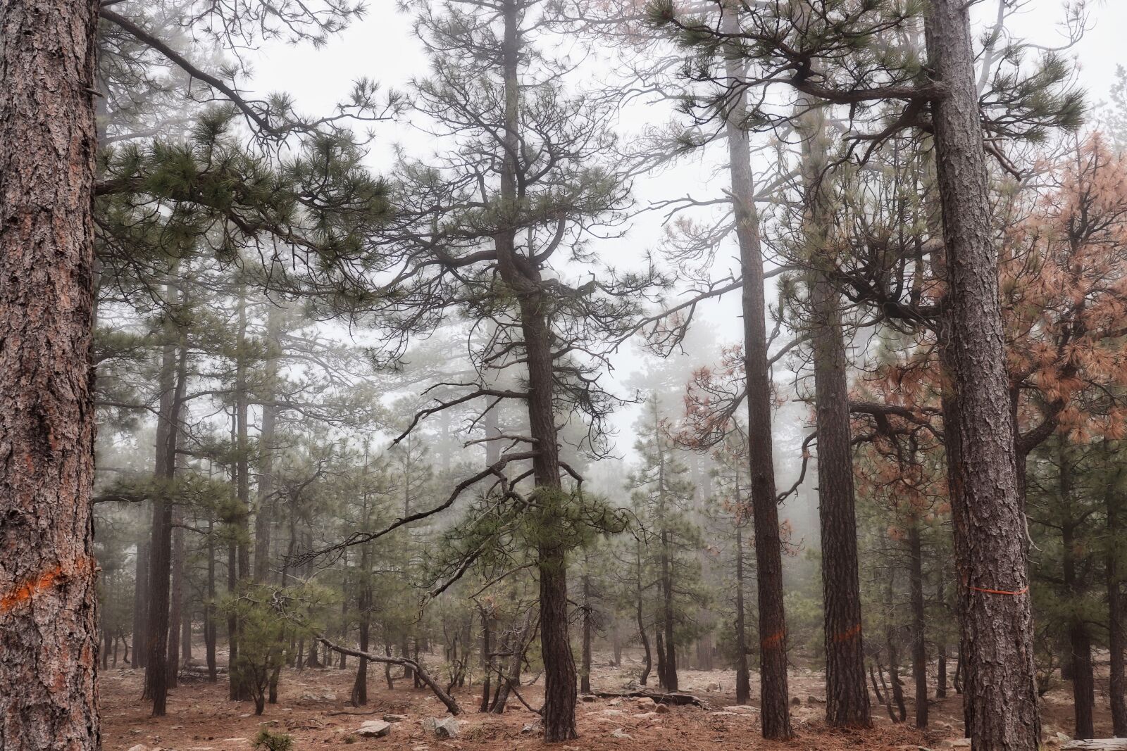 Canon EOS 200D (EOS Rebel SL2 / EOS Kiss X9) sample photo. Forest, fog, nature photography