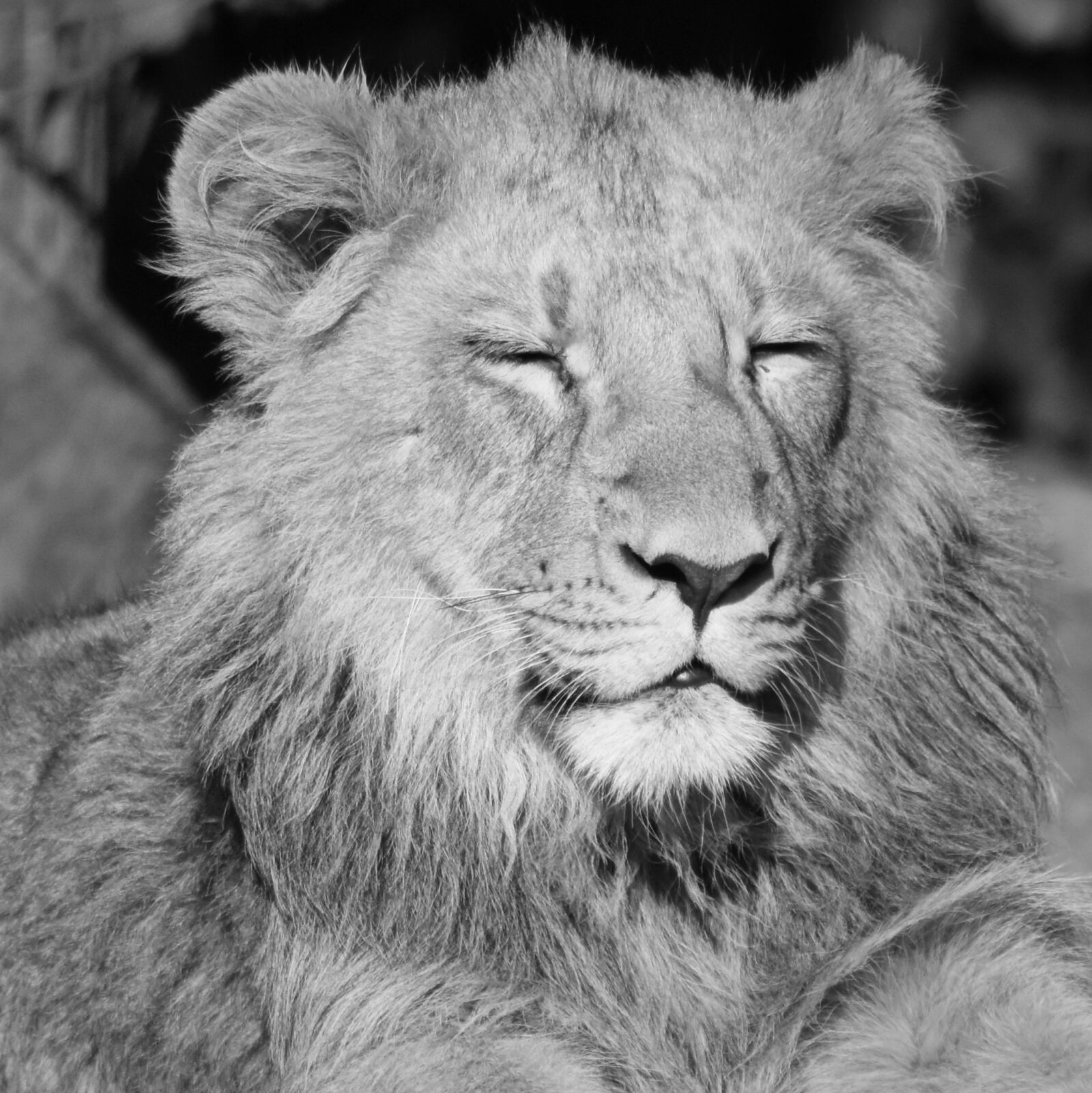 Nikon D7200 sample photo. Lion, animal, mammal photography