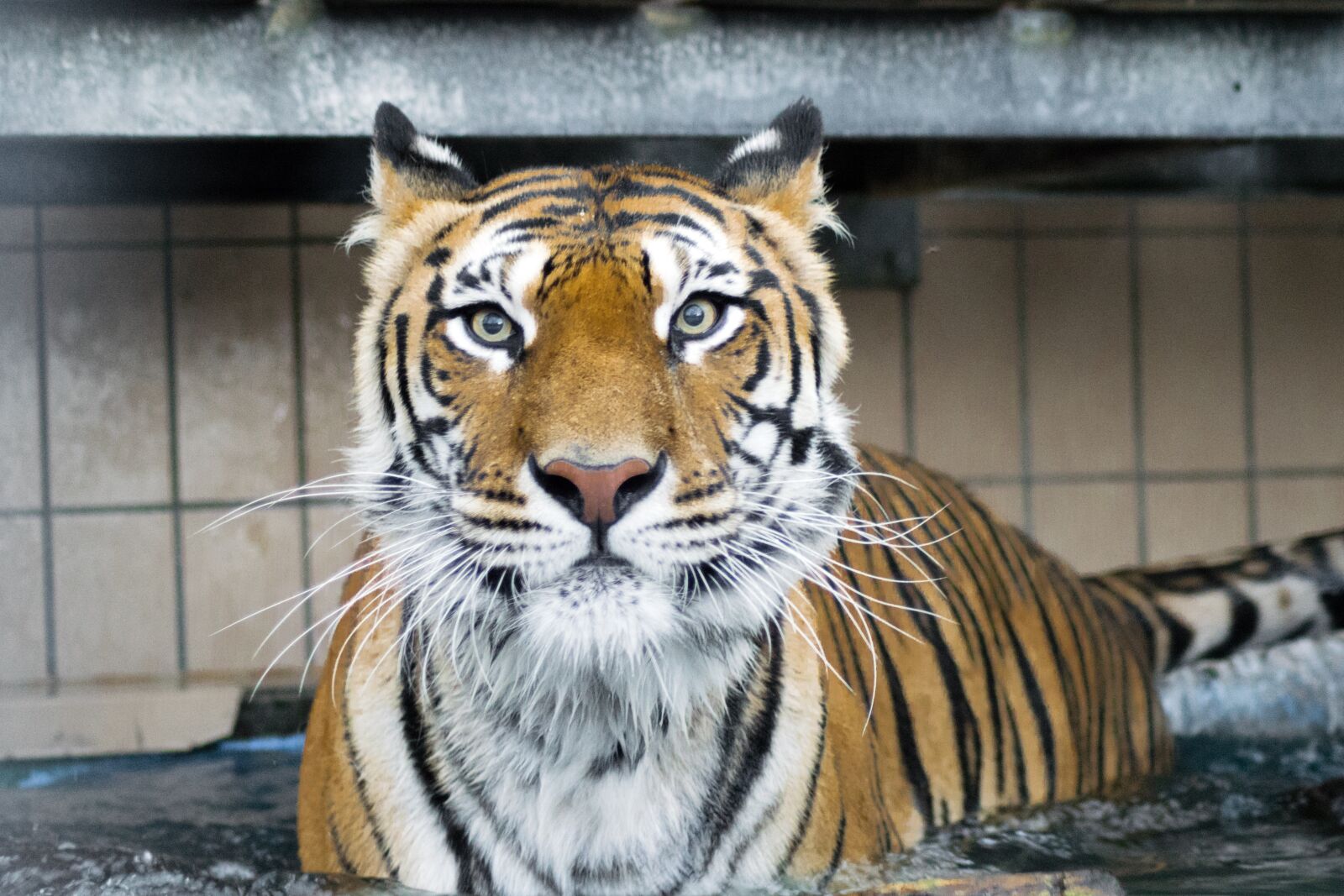 Nikon D5300 sample photo. Tiger, predator, big cat photography