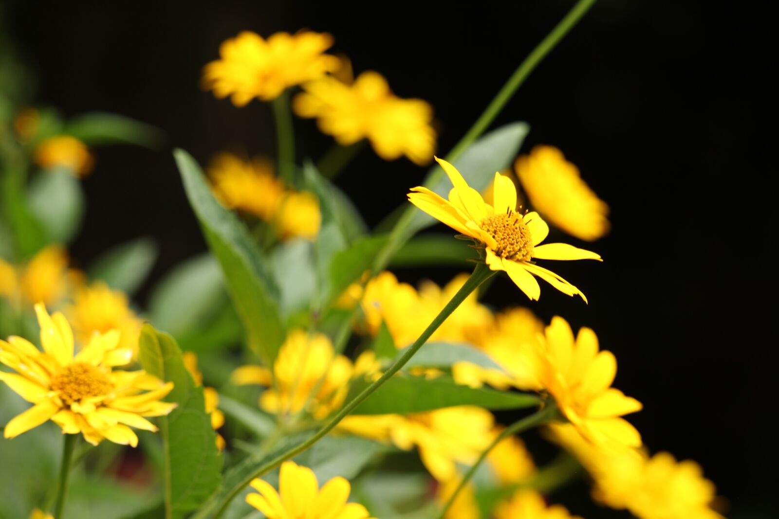 Canon EF-S 55-250mm F4-5.6 IS STM sample photo. Jerusalem artichoke, vegetables, ornamental photography