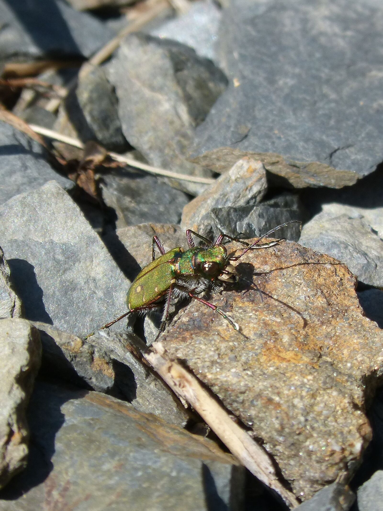 Panasonic DMC-FZ62 sample photo. Cicindela campestris, country cicindela photography