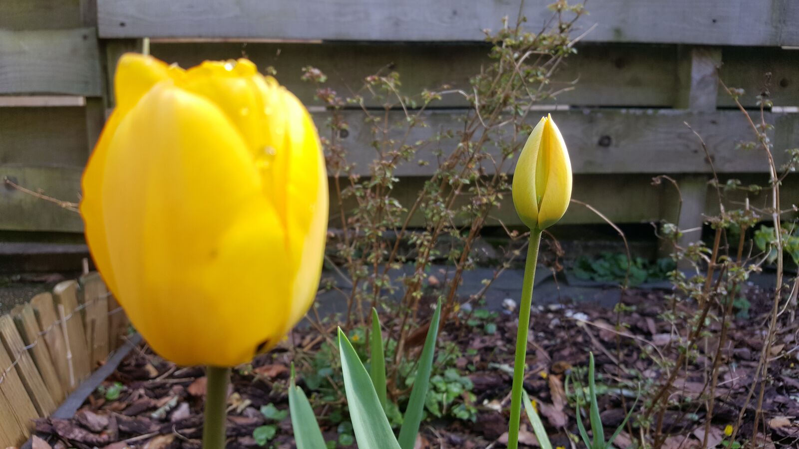 Samsung Galaxy S6 sample photo. Tulip, flower, yellow photography