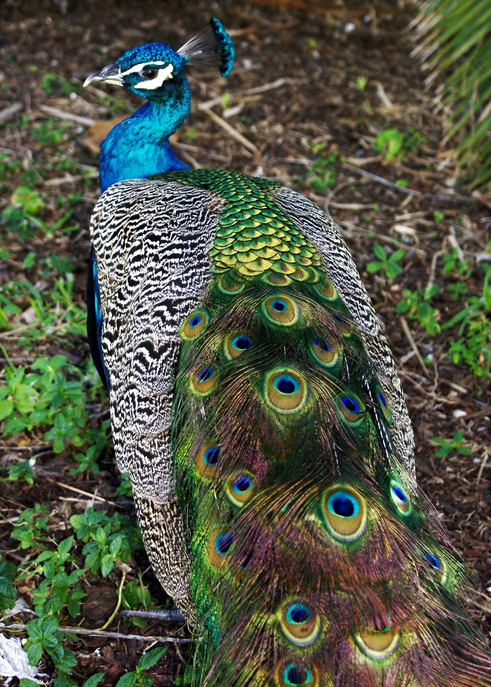 Sony Alpha DSLR-A100 sample photo. Peacock, bird, feather photography