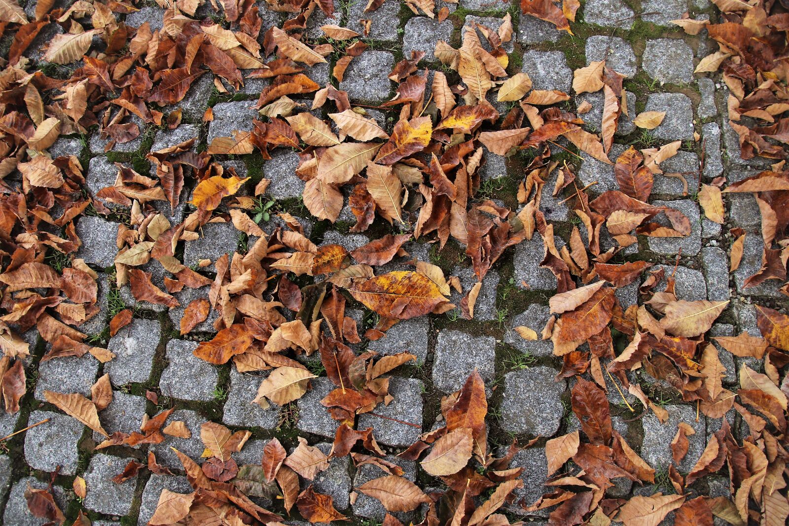 Canon EOS 80D sample photo. Cube, paving slabs, autumn photography