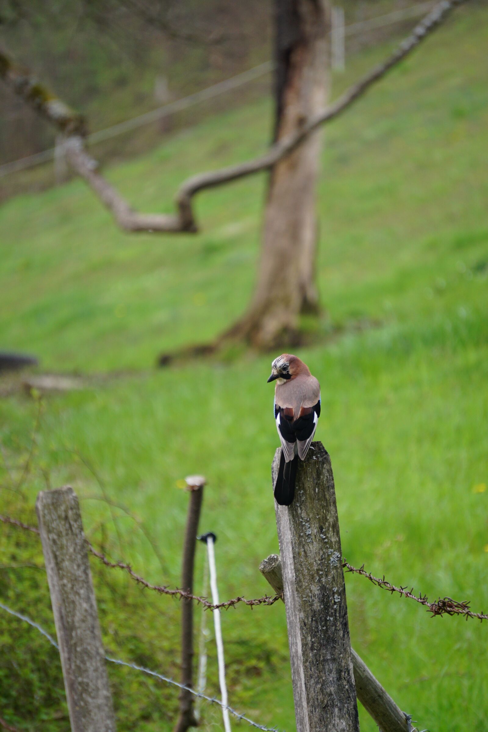 Sony E 55-210mm F4.5-6.3 OSS sample photo. Jay, bird, fence photography
