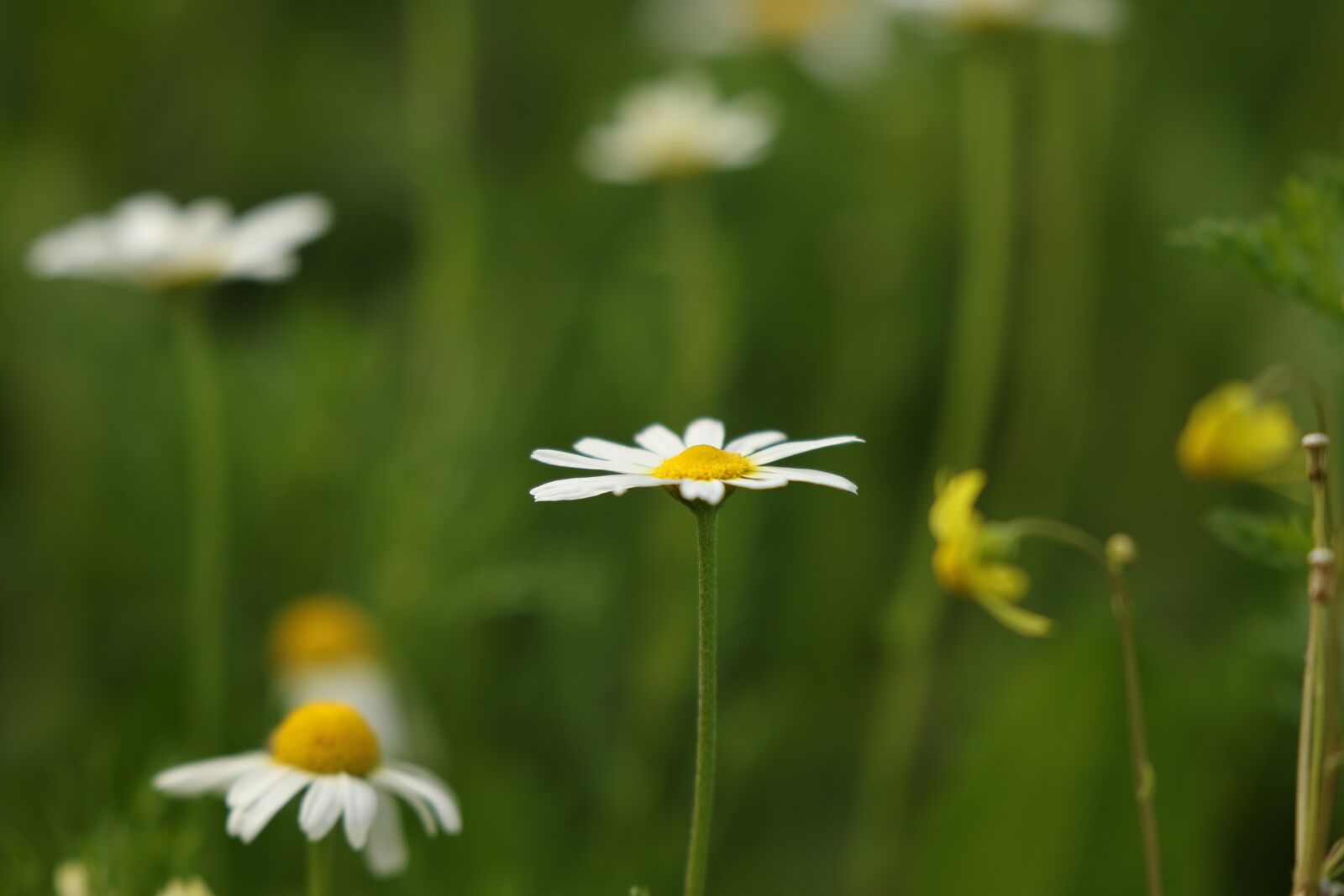 Canon EOS 7D Mark II sample photo. Flowers, wild flowers, field photography