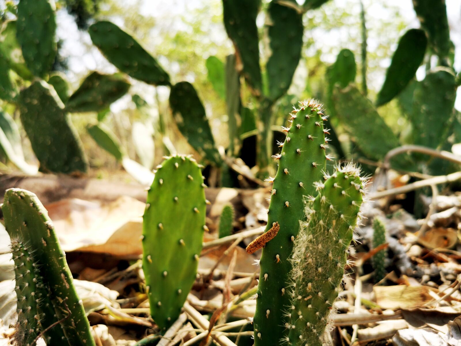 HUAWEI P30 Pro sample photo. Cactus, thorns, green photography