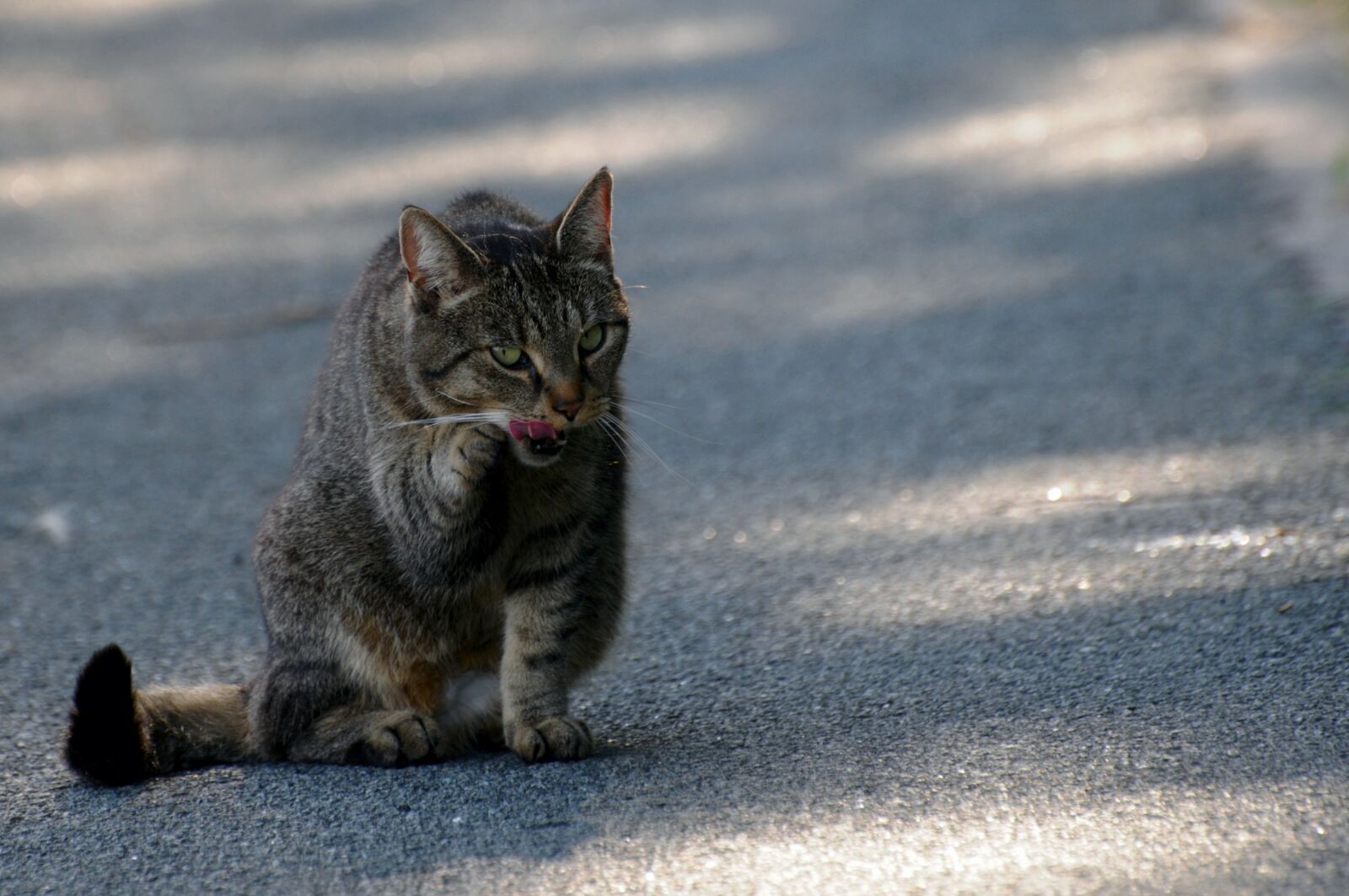Nikon D300 sample photo. Cat, tiger cat, mieze photography