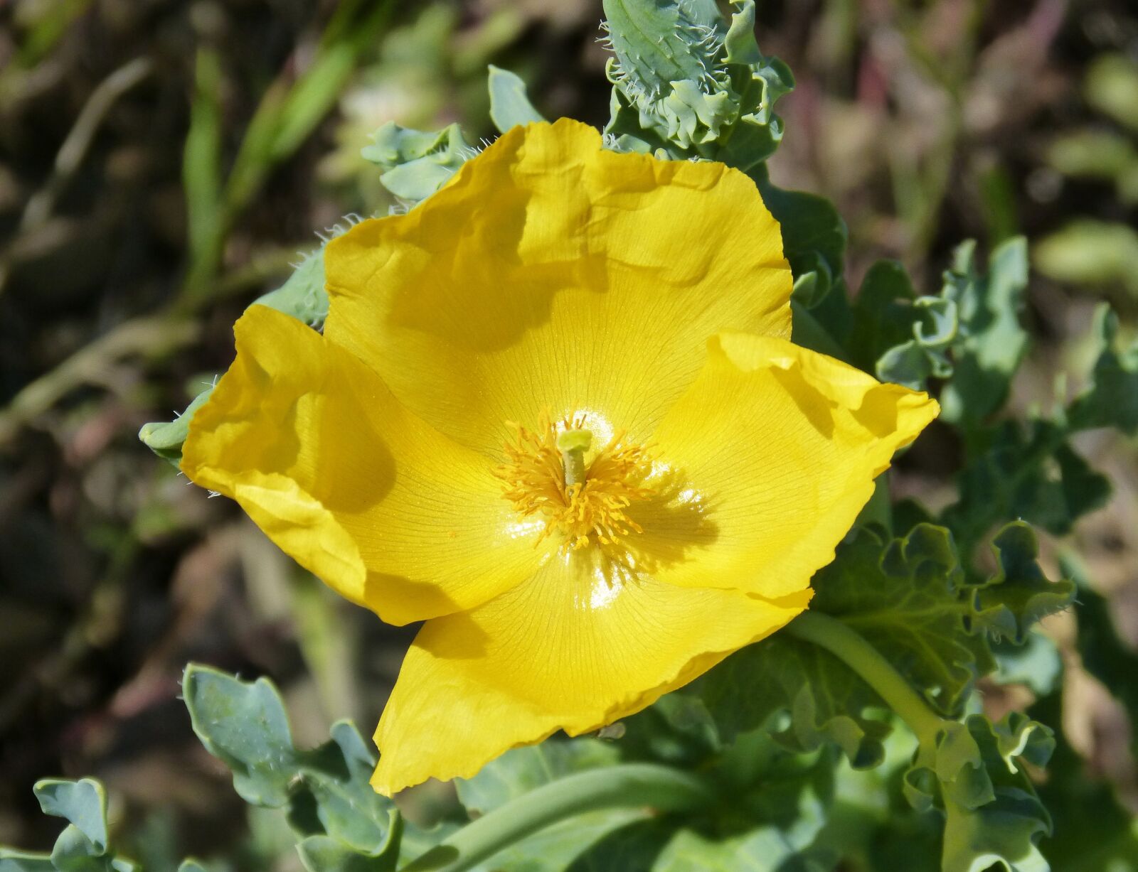 Panasonic DMC-FZ62 sample photo. Glaucium flavum, yellow poppy photography
