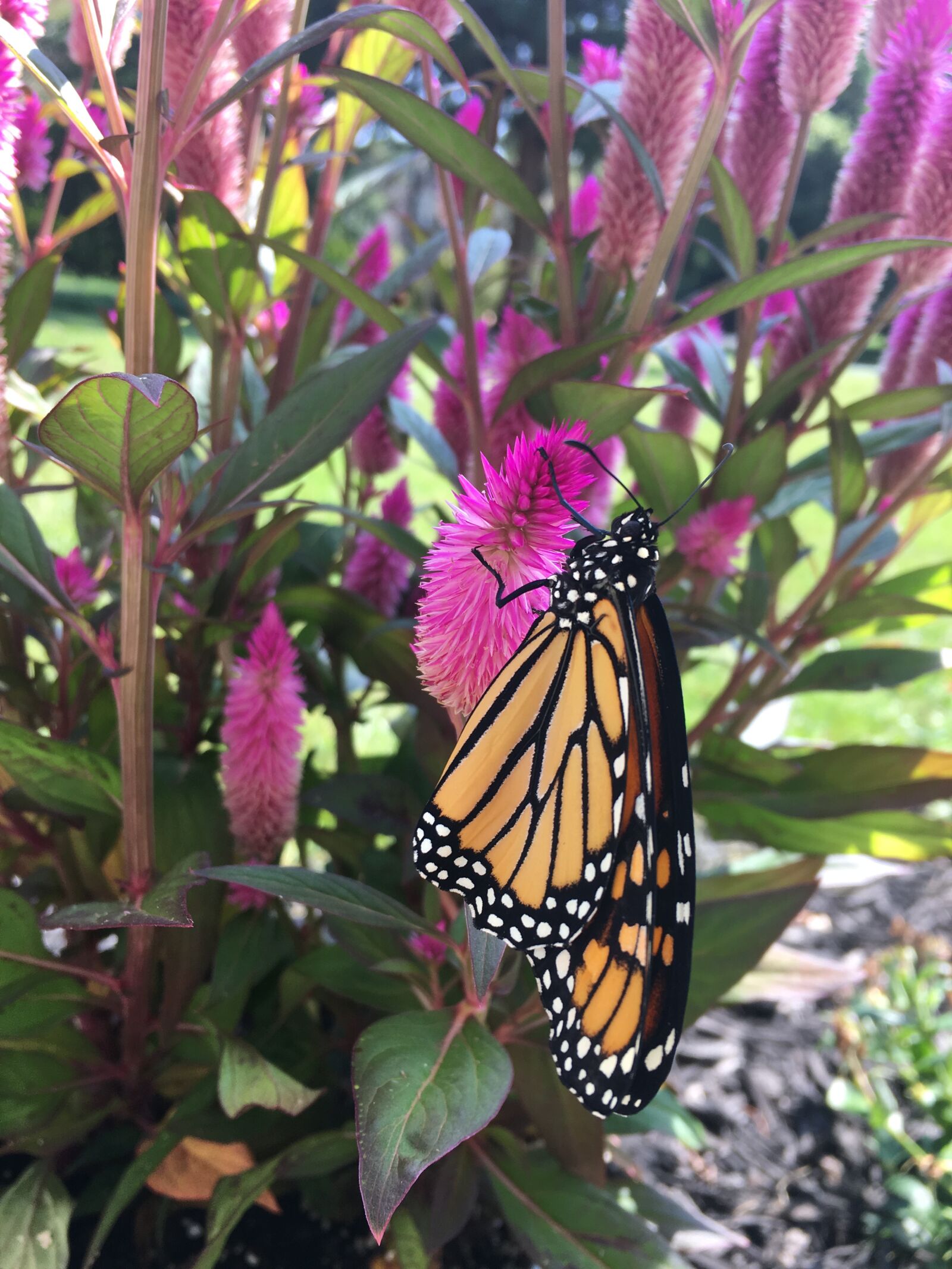 Apple iPhone 6s sample photo. Monarch, butterfly, nature photography
