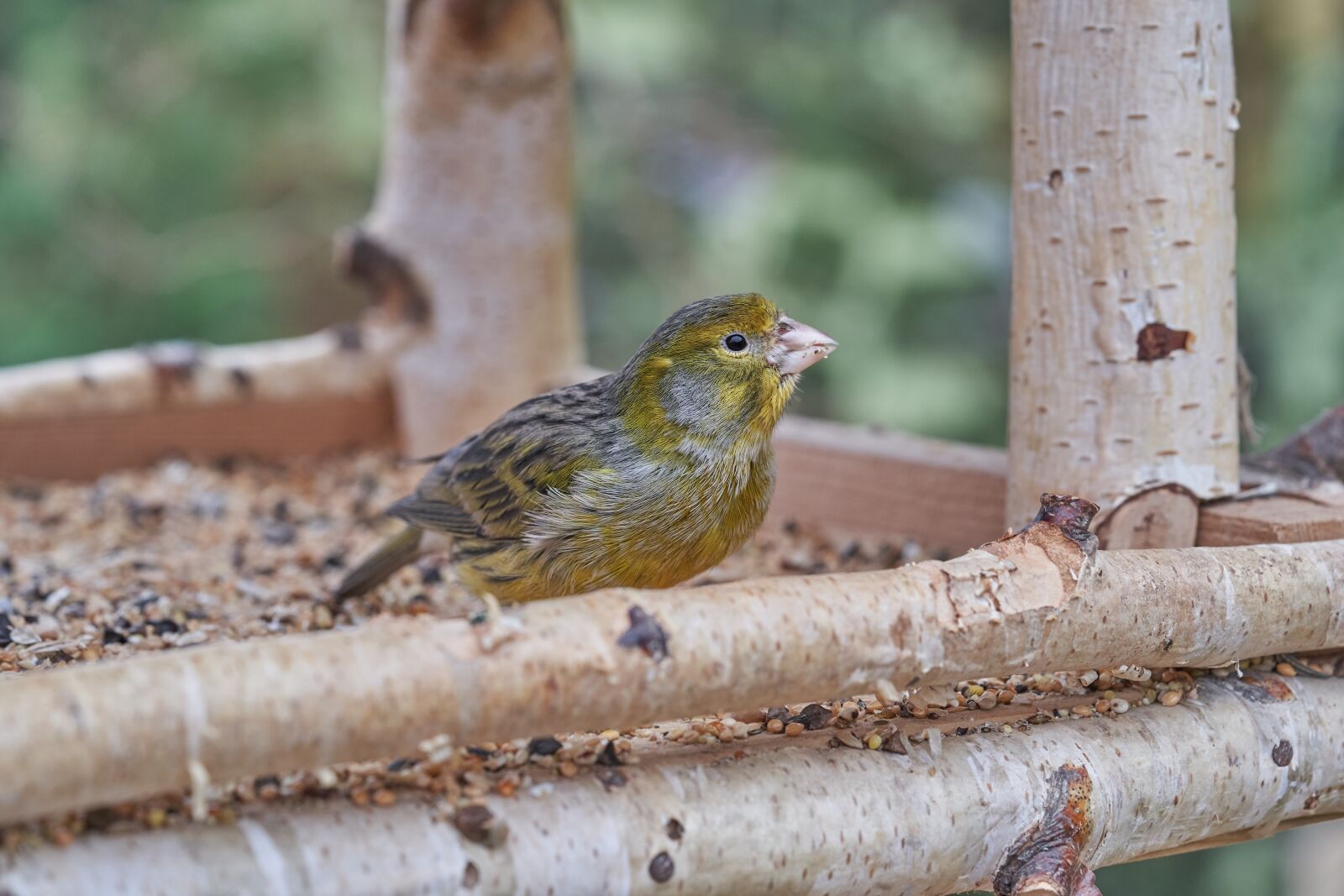Sony FE 90mm F2.8 Macro G OSS sample photo. Bird, eat, treehouse photography